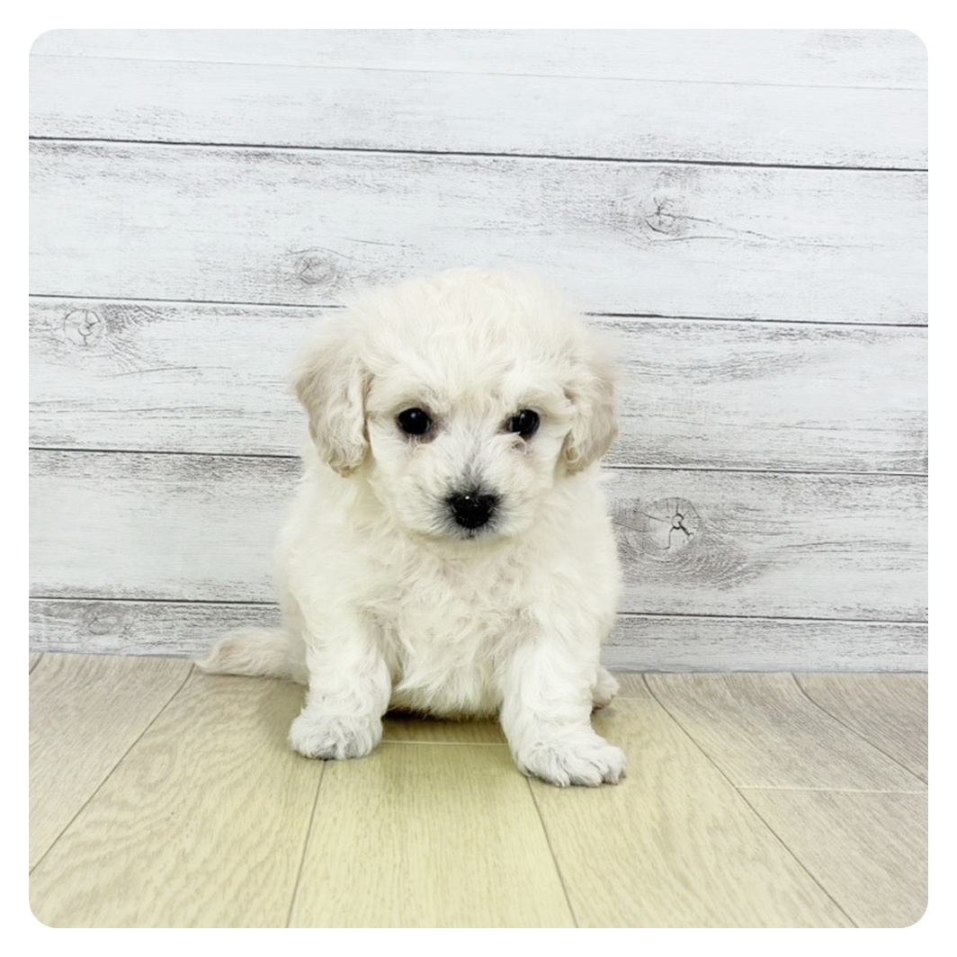 ビションフリーゼ男の子の写真