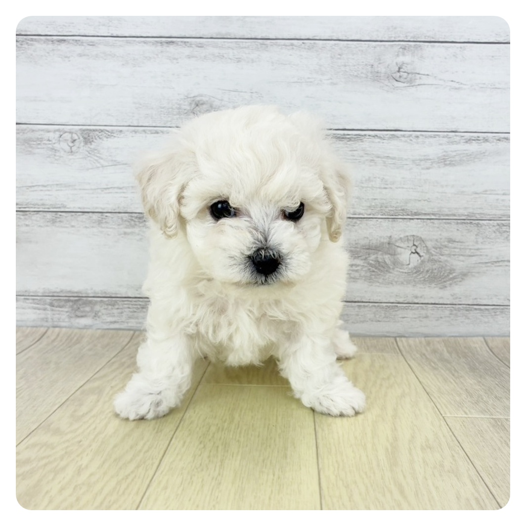 ビションフリーゼ女の子の写真