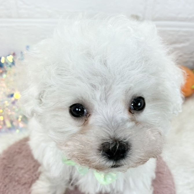 ハーフ犬女の子の写真