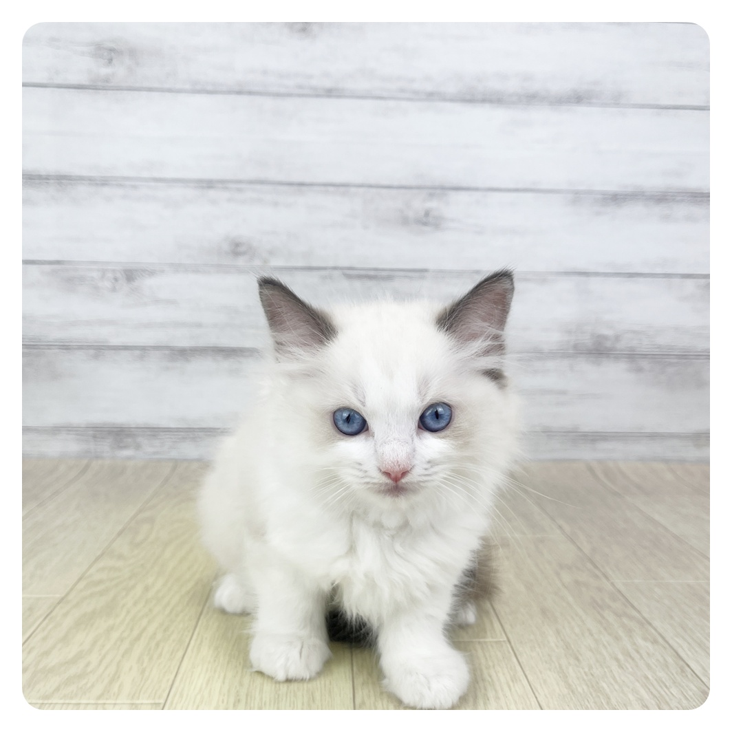 ラグドール女の子の写真