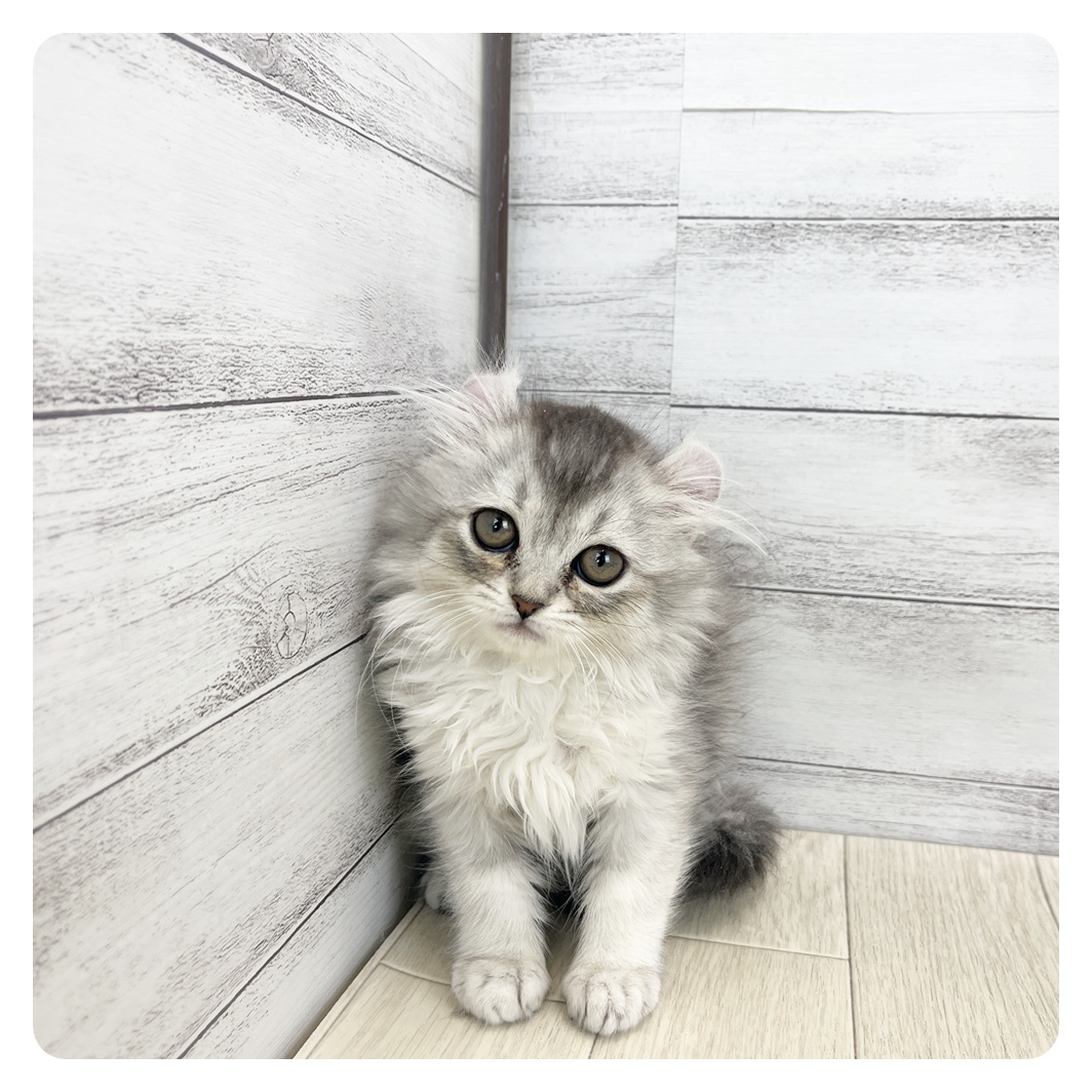 アメリカンカール女の子の写真