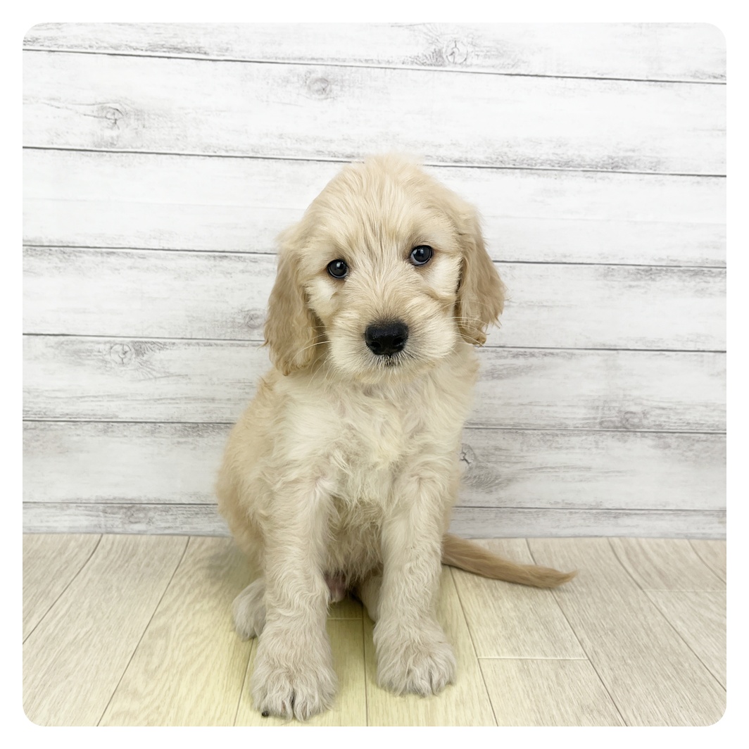 ハーフ犬男の子の写真