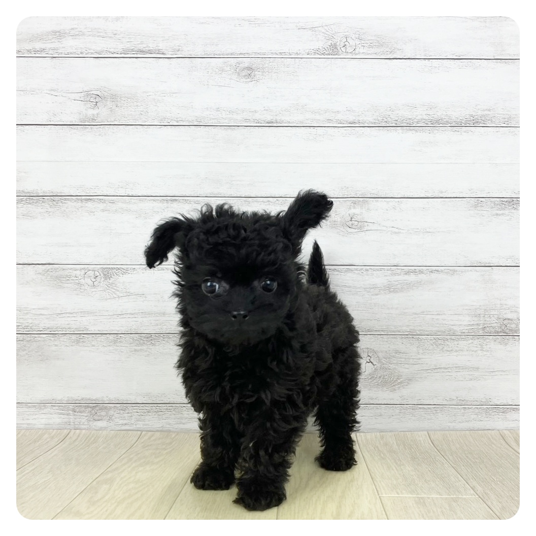 ハーフ犬女の子の写真