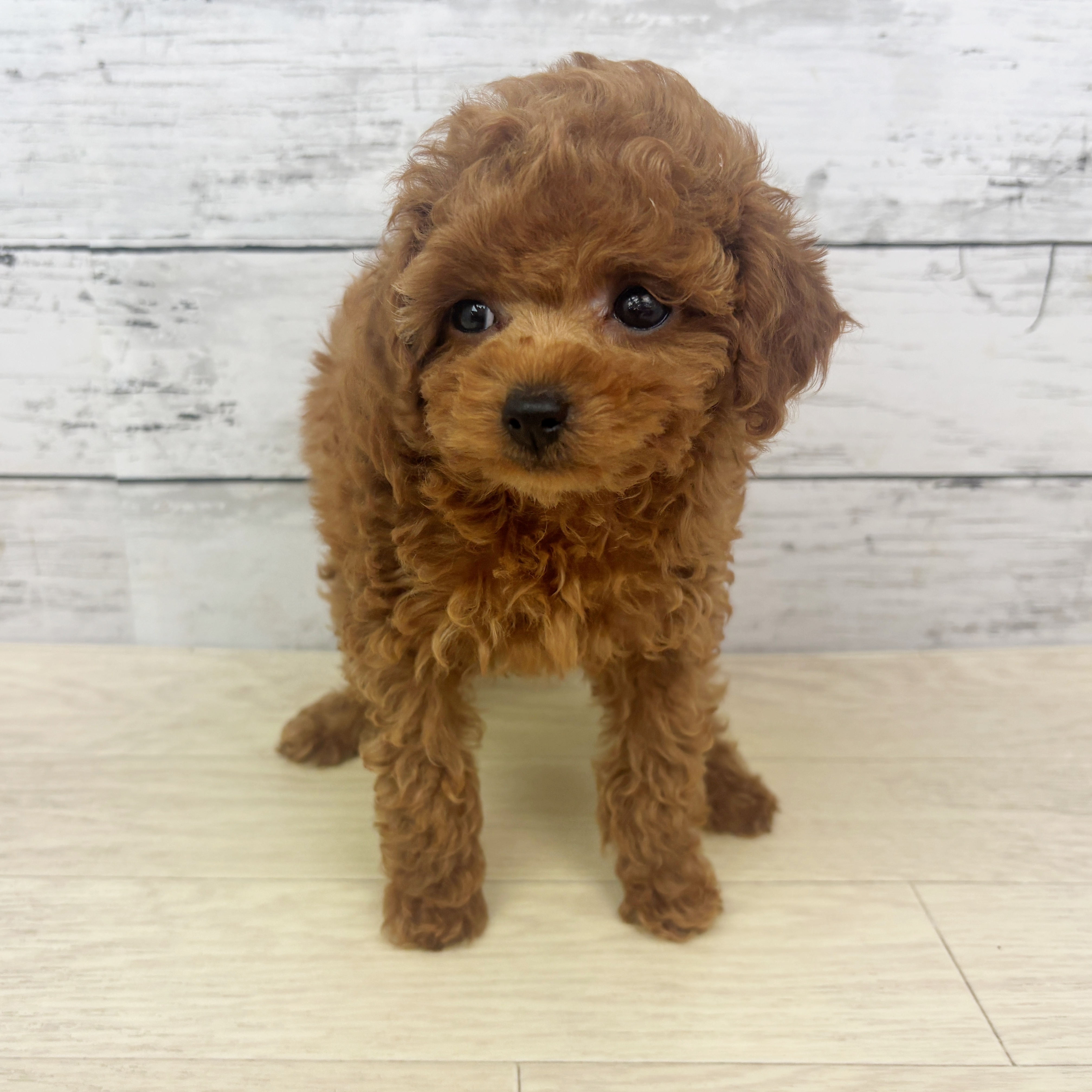 トイプードル女の子の写真