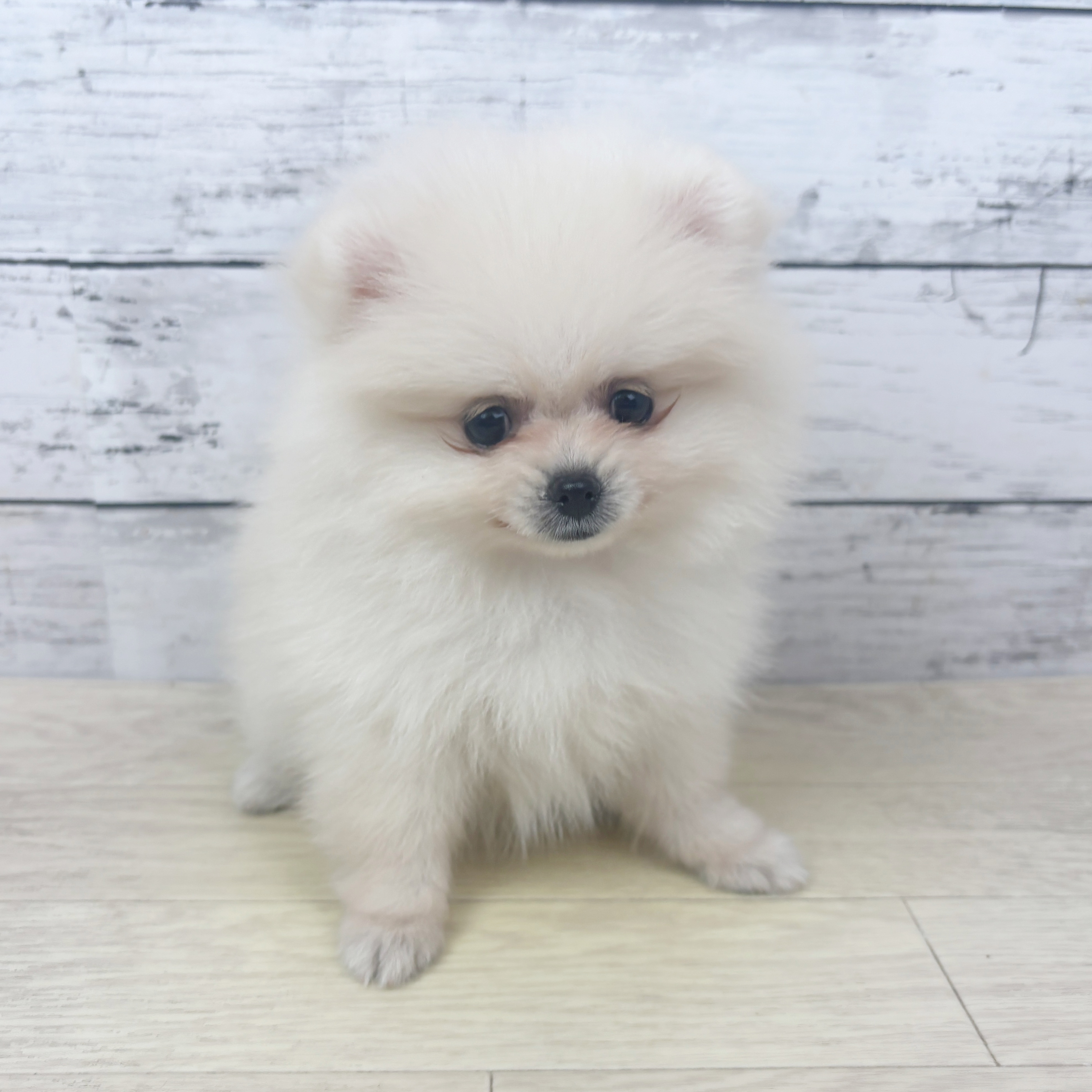 ポメラニアン女の子の写真