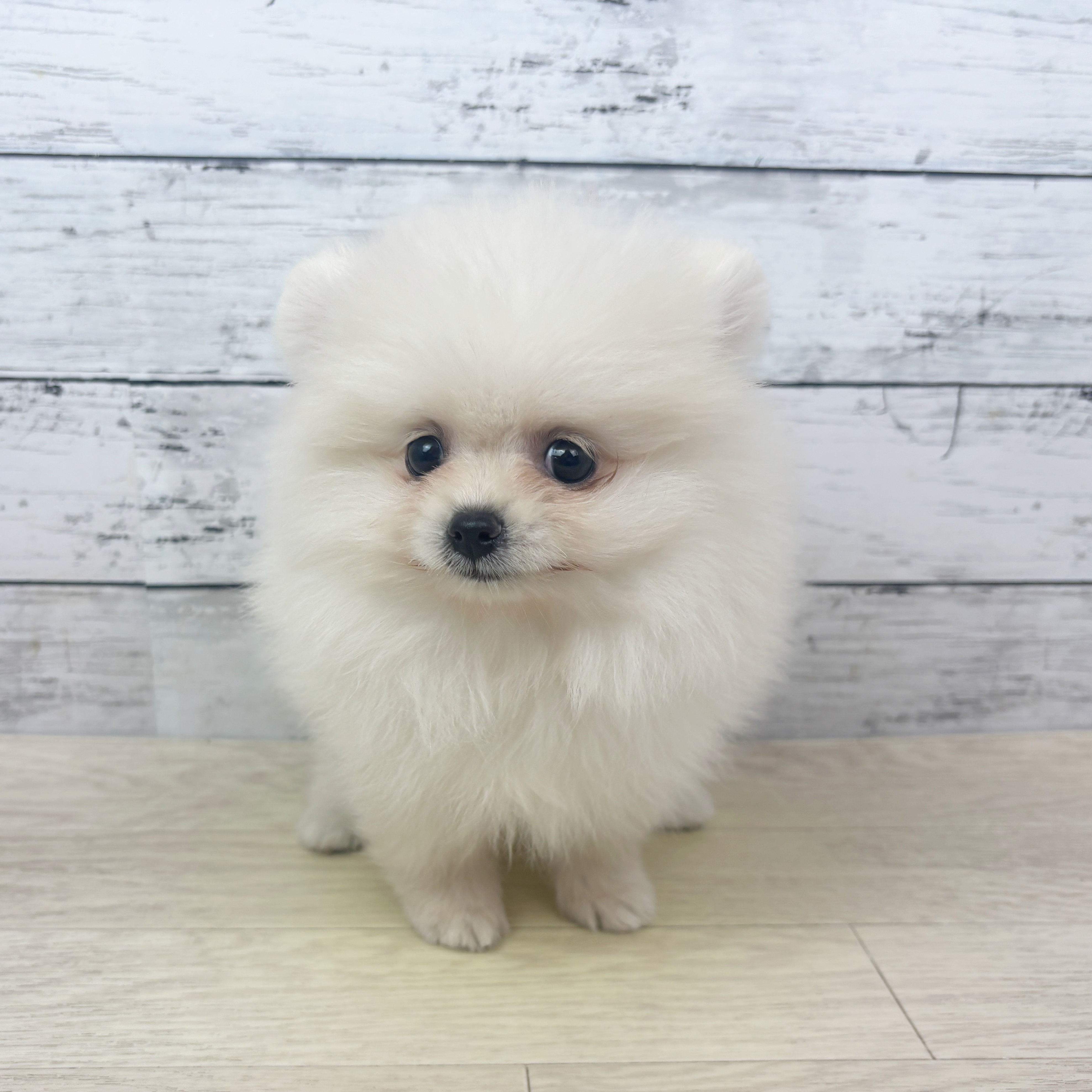 ポメラニアン女の子の写真