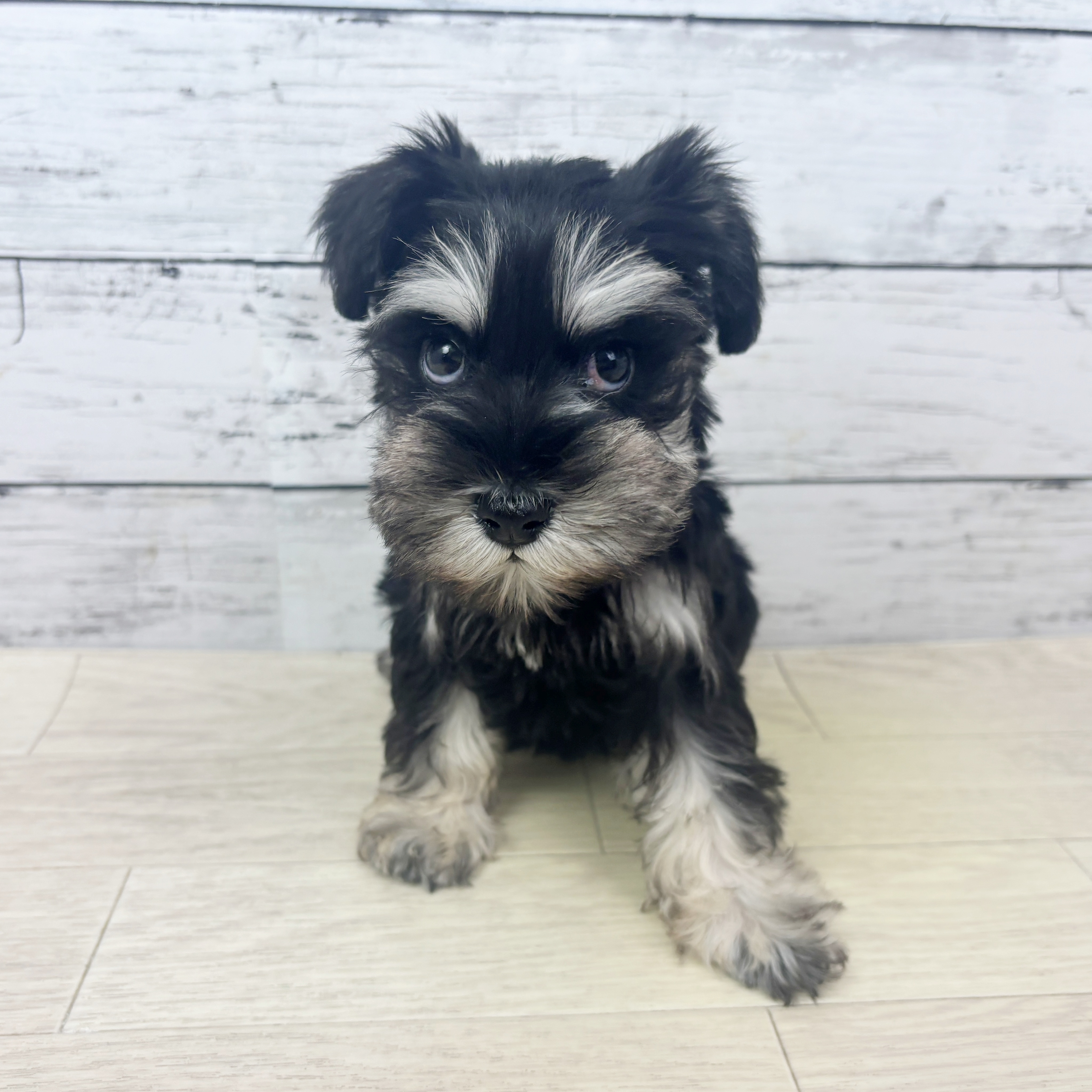 ミニチュアシュナウザー女の子の写真