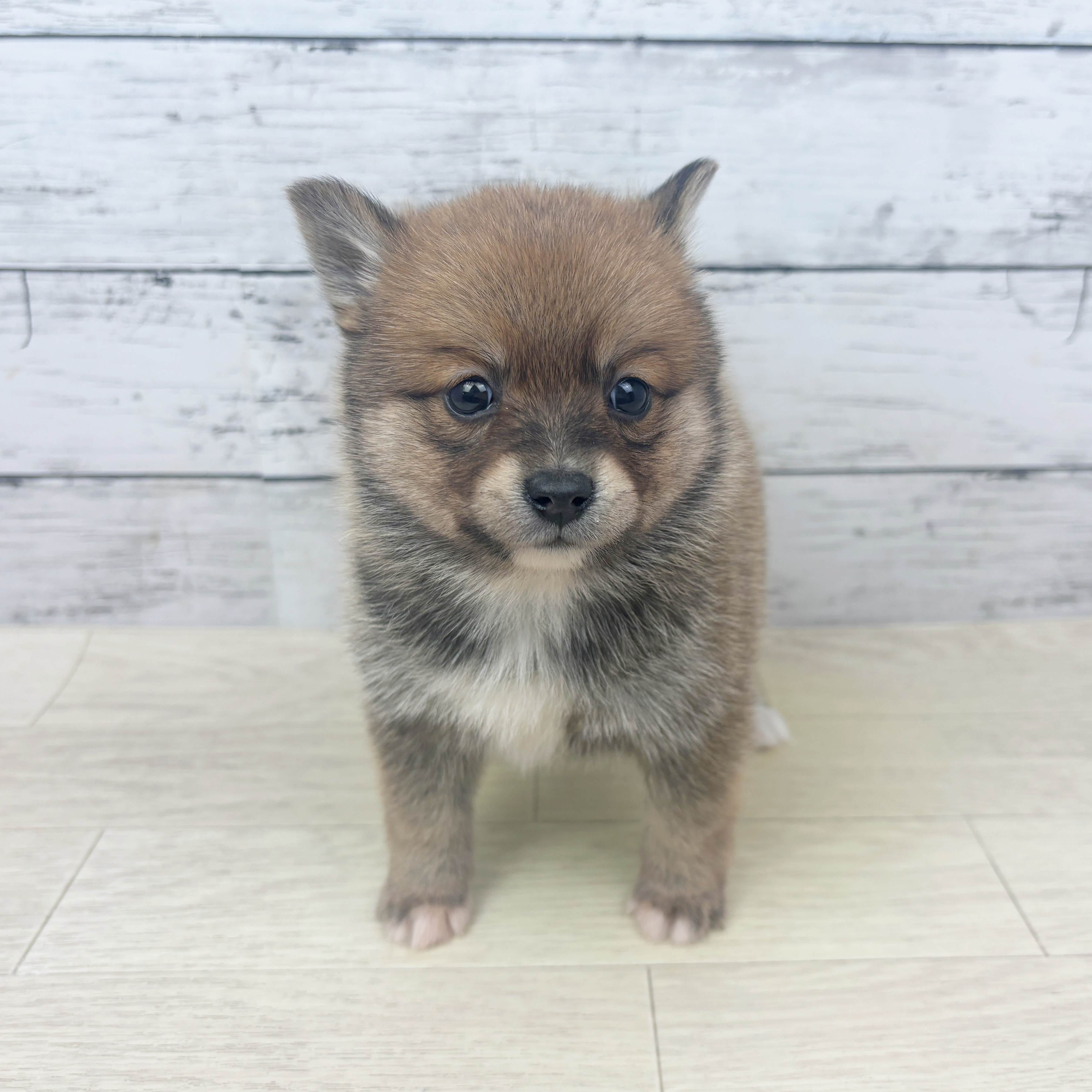 ハーフ犬男の子の写真