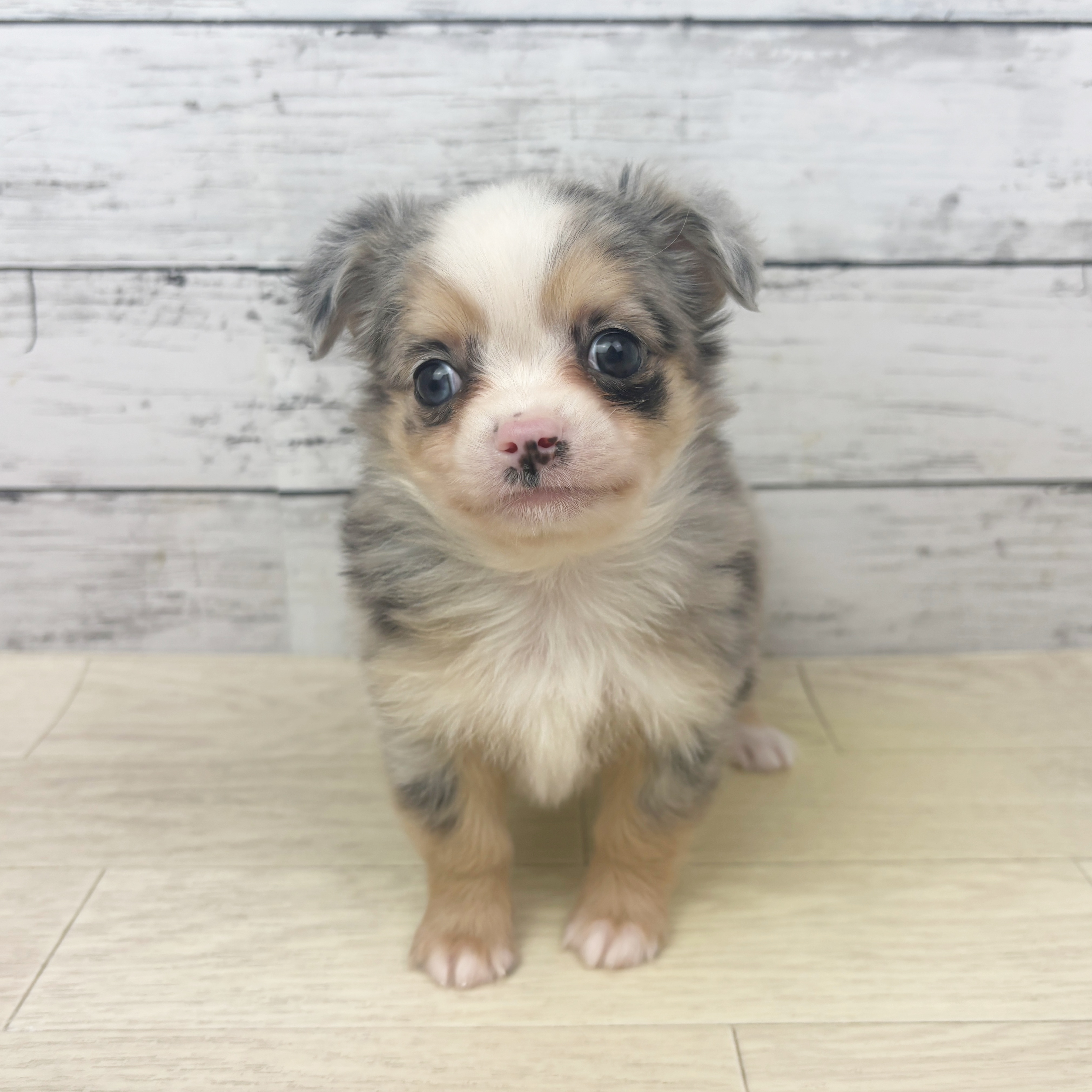 ハーフ犬男の子の写真
