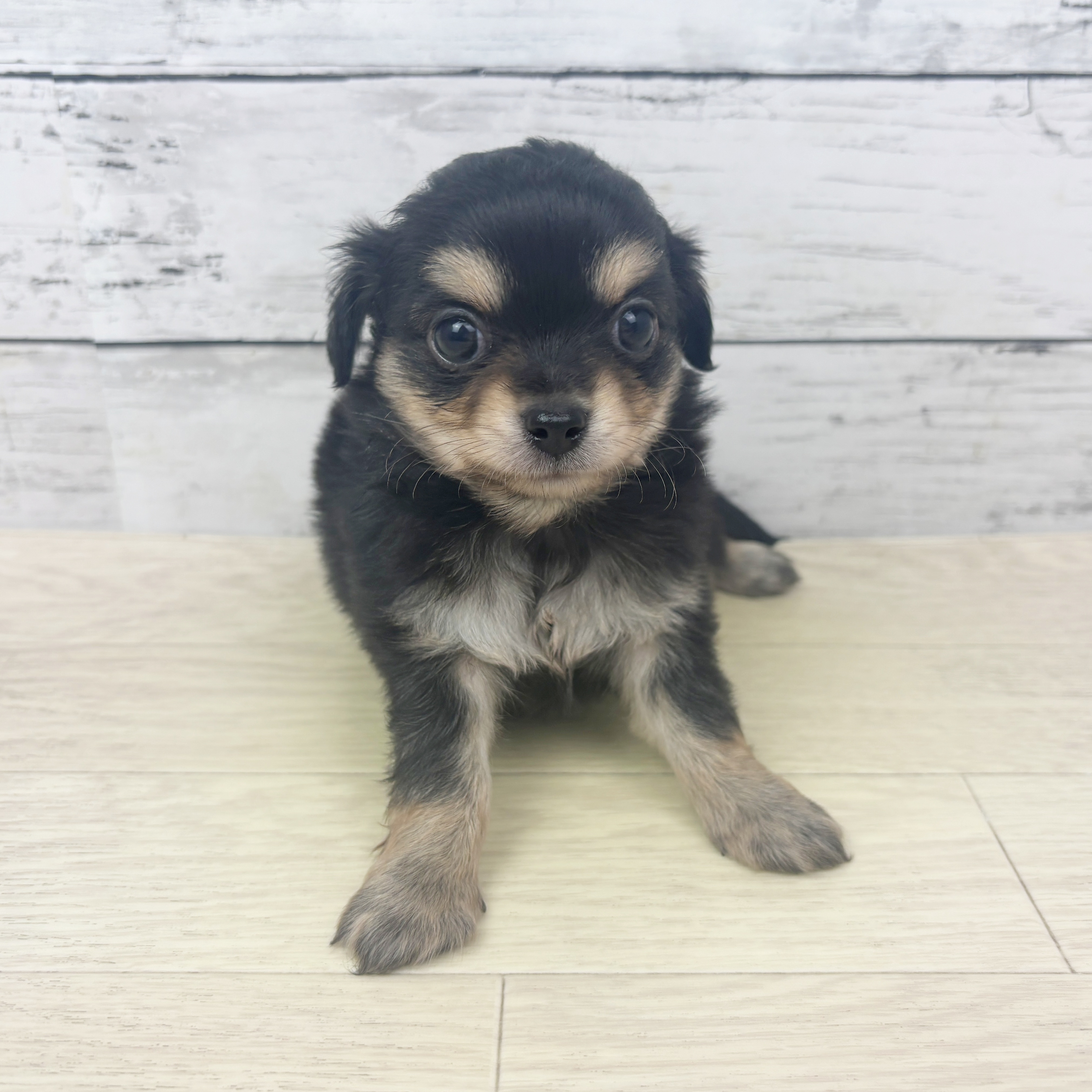 ハーフ犬男の子の写真