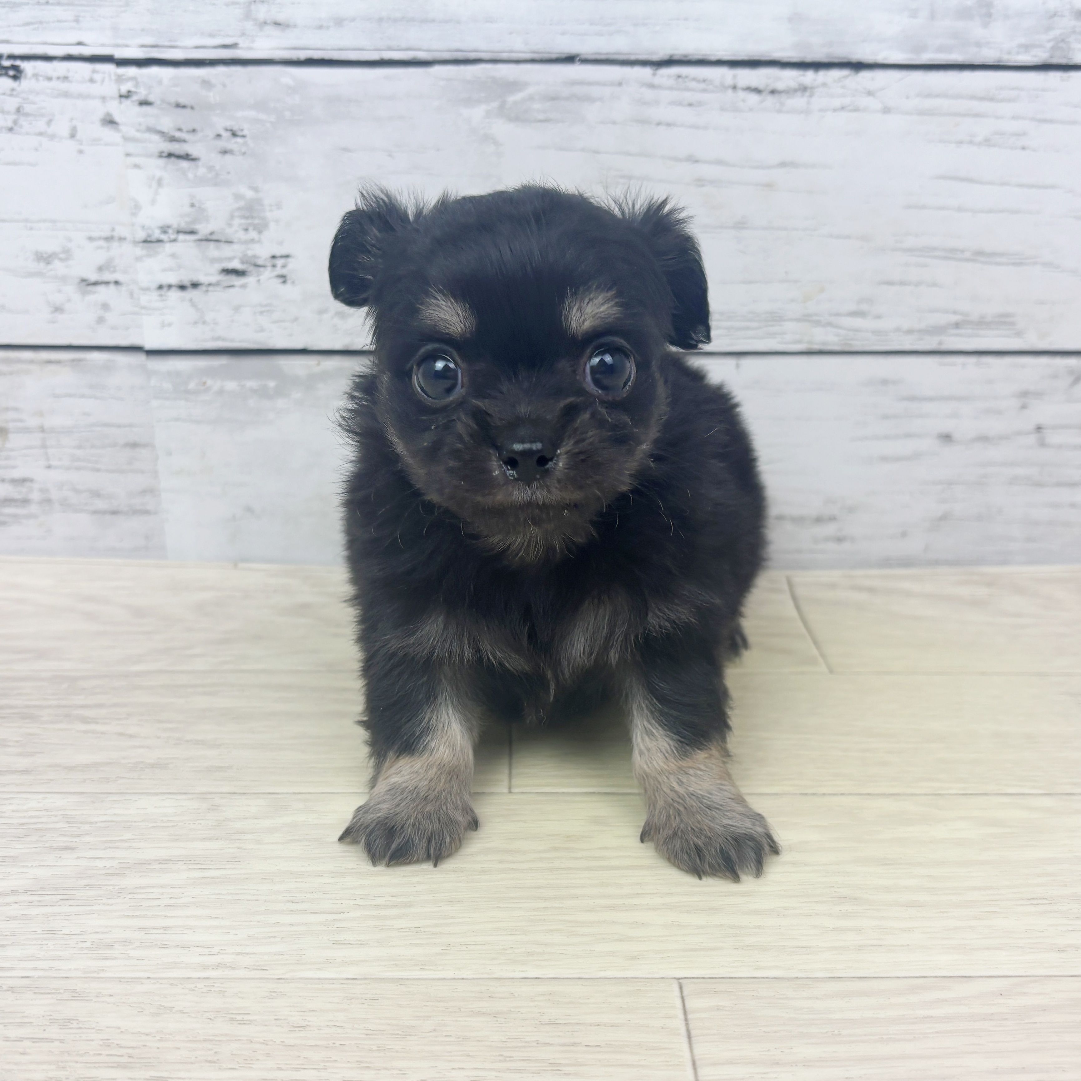 ハーフ犬女の子の写真