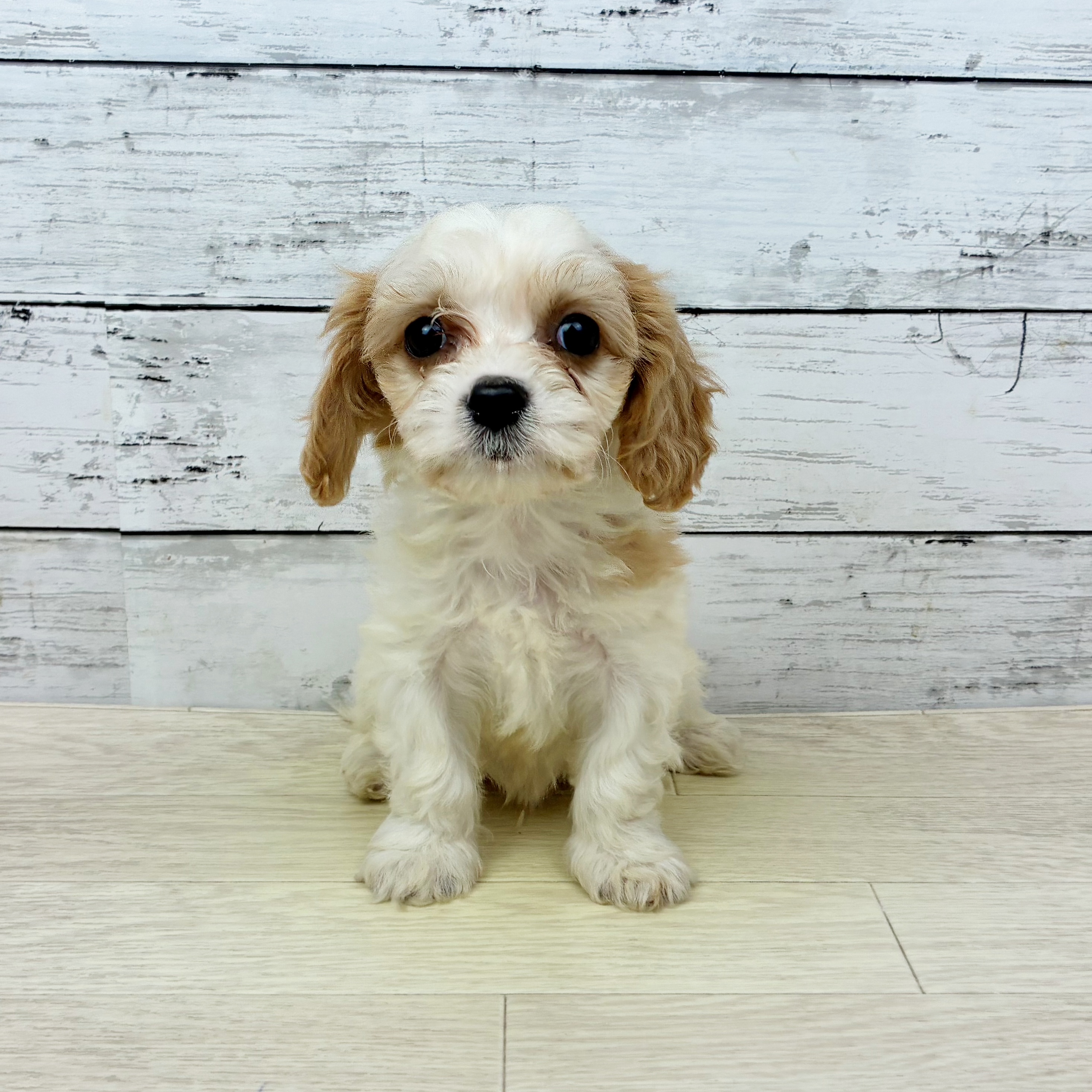 ハーフ犬男の子の写真