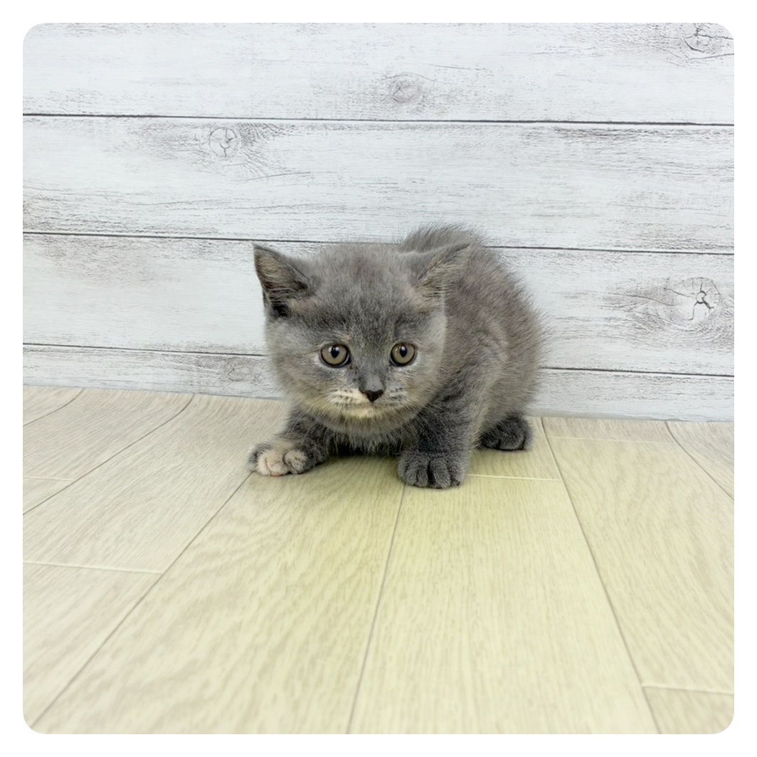 ブリティッシュショートヘア女の子の写真