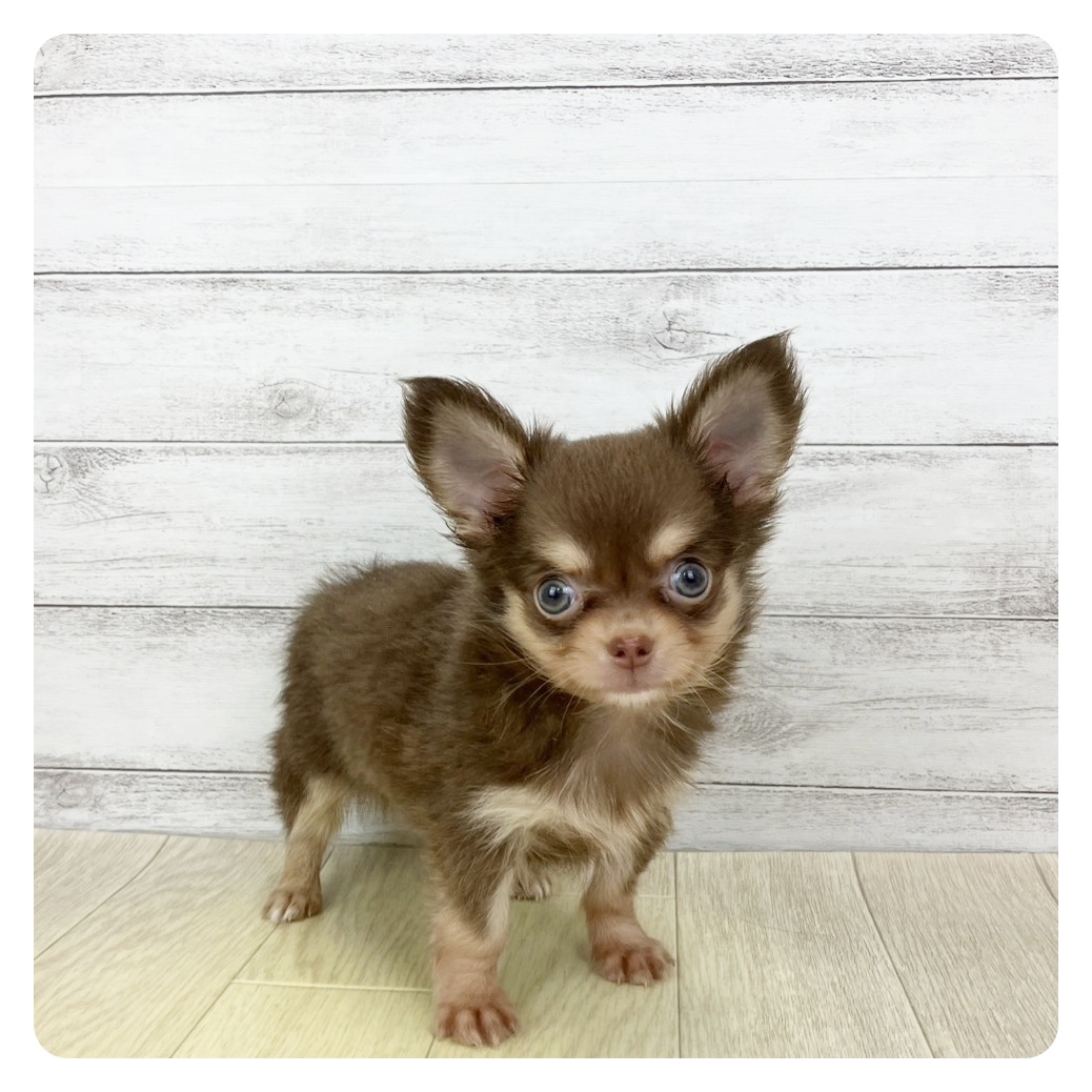 三重県のチワワ(ロング) (犬の家＆猫の里三重桑名店/2025年10月17日生まれ/男の子/チョコレートタンホワイト)の子犬