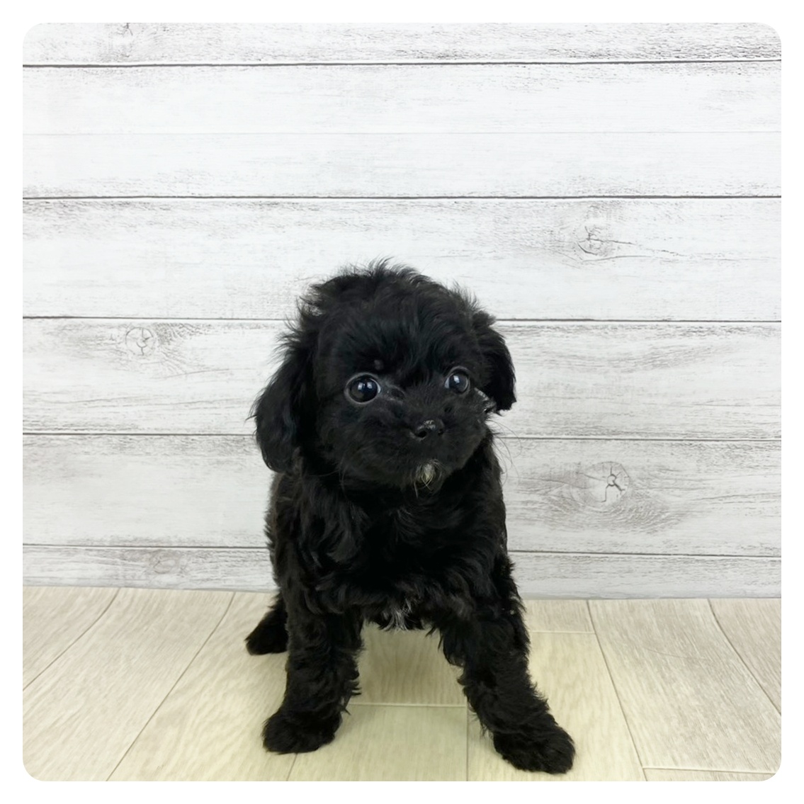 ハーフ犬女の子の写真