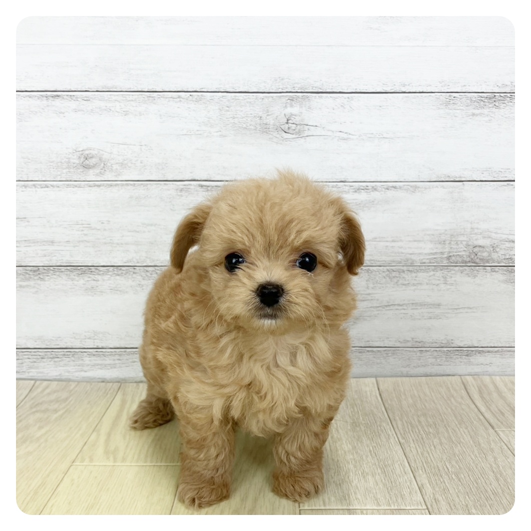 ハーフ犬男の子の写真