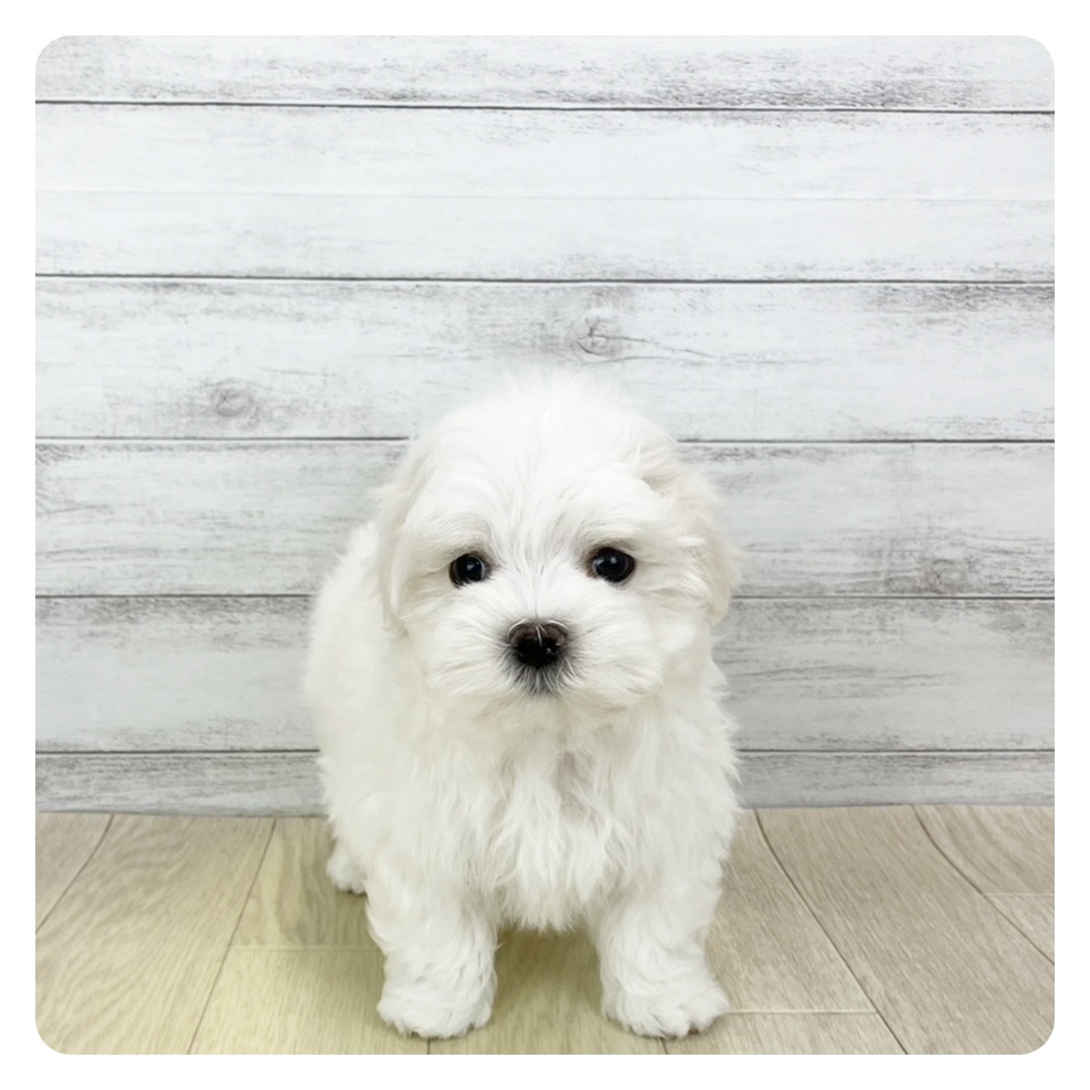 岐阜県のマルチーズ (犬の家＆猫の里中津川店/2025年10月16日生まれ/男の子/ホワイト)の子犬の4枚目の画像