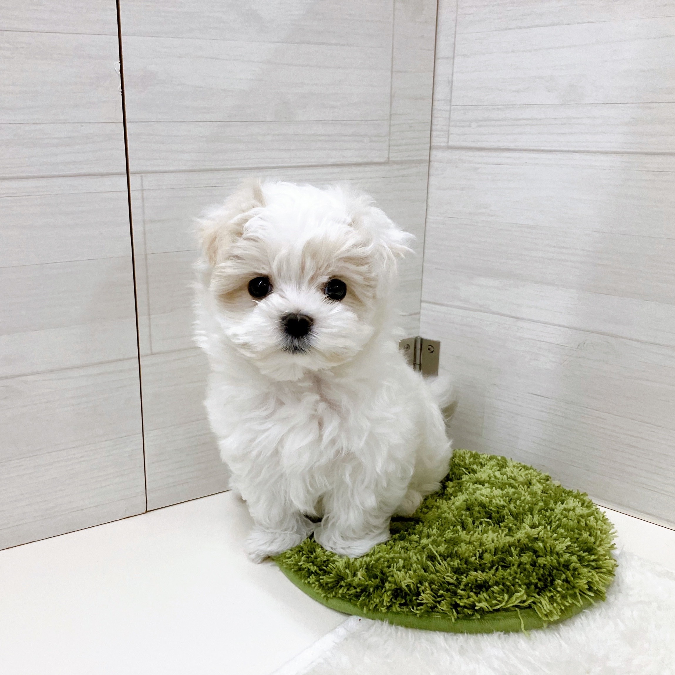 石川県のマルチーズ (犬の家＆猫の里アミーゴ金沢おこばた店/2025年10月16日生まれ/男の子/ホワイト)の子犬の1枚目の画像