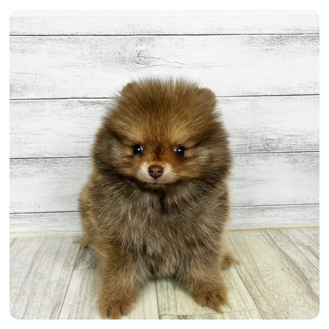 ポメラニアン男の子の写真