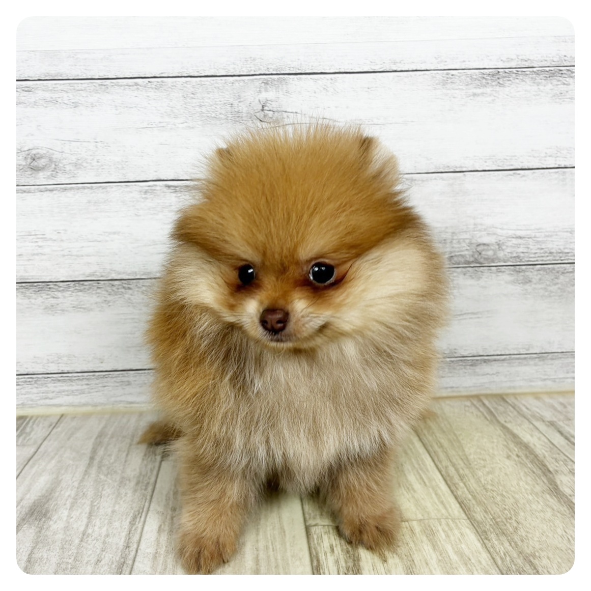 ポメラニアン女の子の写真