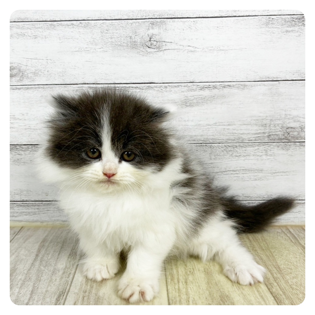 ブリティッシュロングヘア女の子の写真