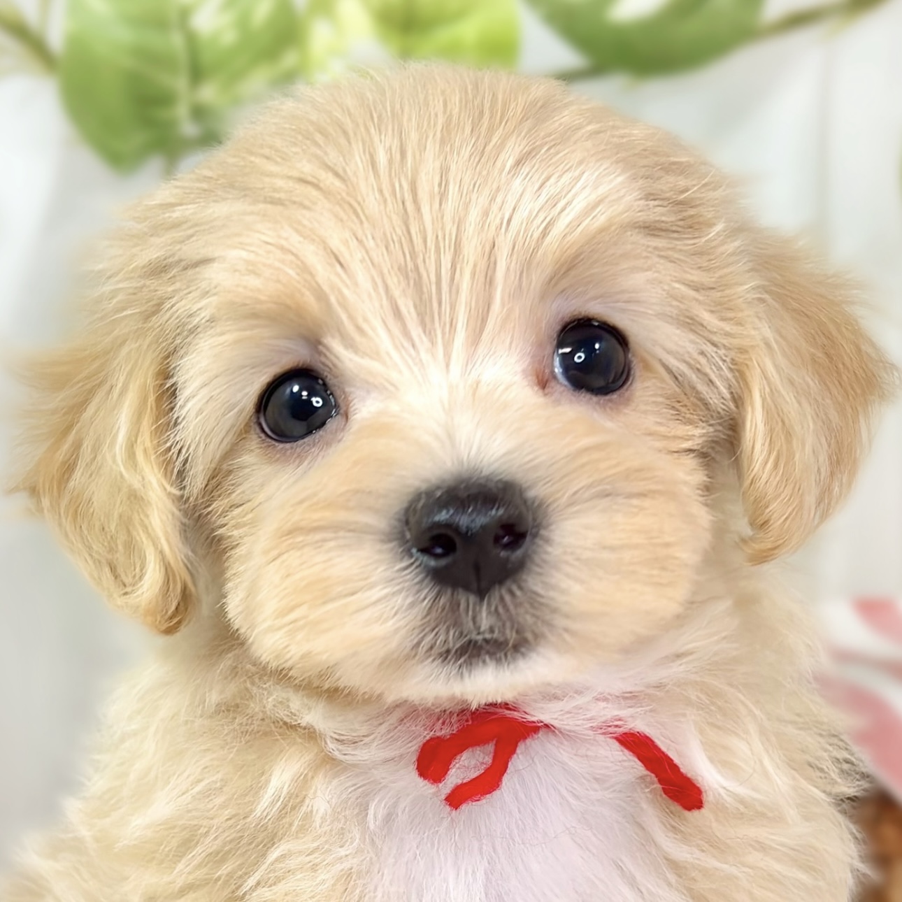 ハーフ犬女の子の写真