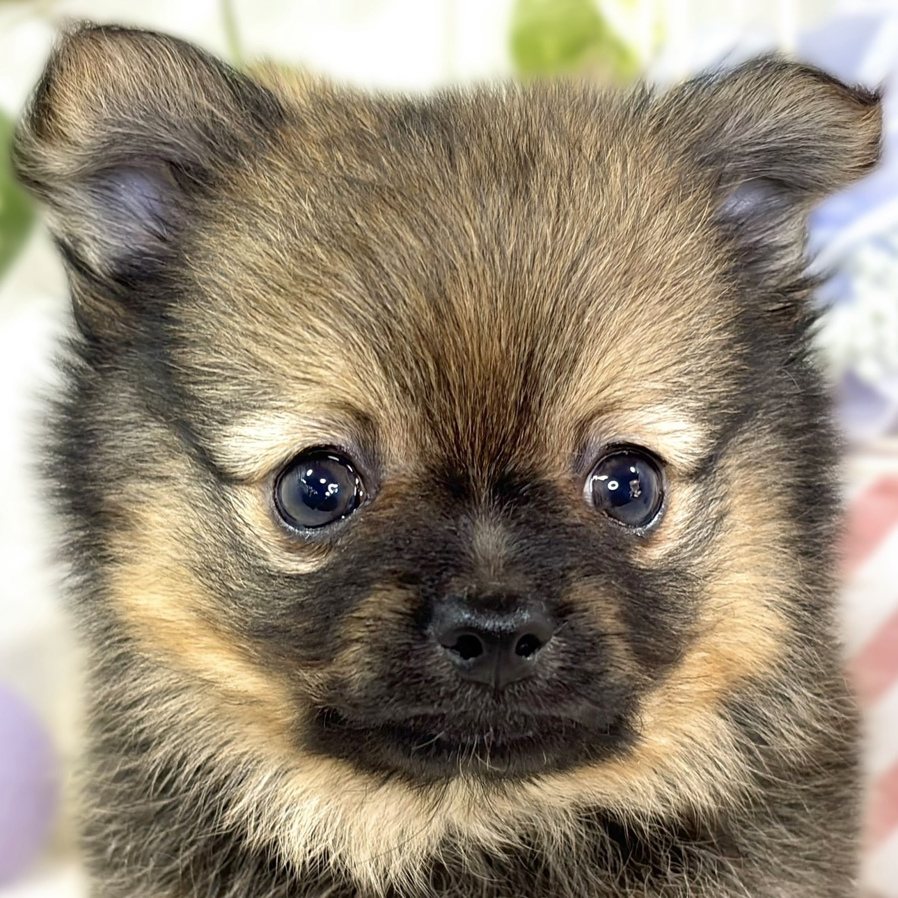 ハーフ犬男の子の写真