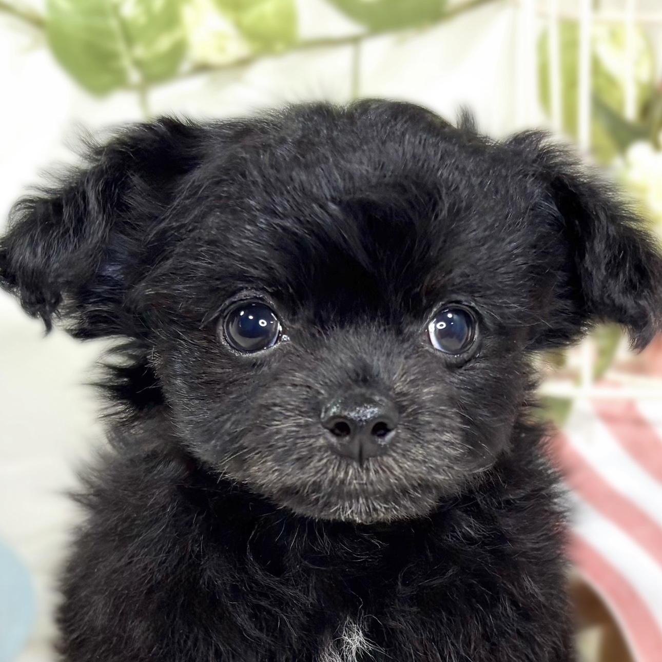 ハーフ犬女の子の写真