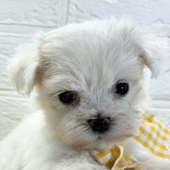福岡県のマルチーズ (犬の家＆猫の里くりえいと宗像店/2025年10月8日生まれ/女の子/ホワイト)の子犬