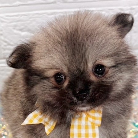 福岡県のポメチワ/チワポメ/ポメチー(ポメラニアン×チワワ) (犬の家＆猫の里くりえいと宗像店/2025年10月16日生まれ/男の子/ウルフセーブル)の子犬