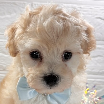 ハーフ犬男の子の写真