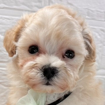 ハーフ犬女の子の写真