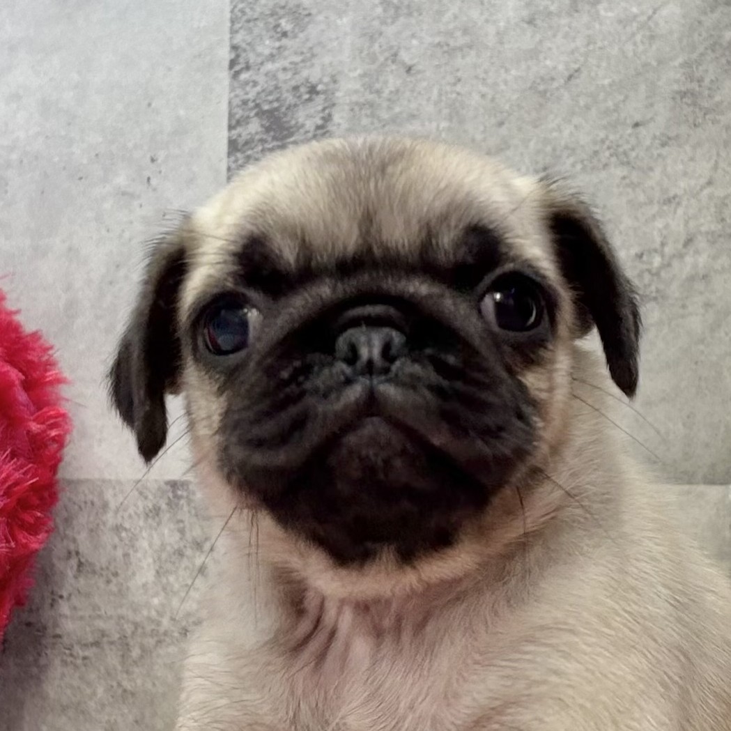 パグ女の子の写真