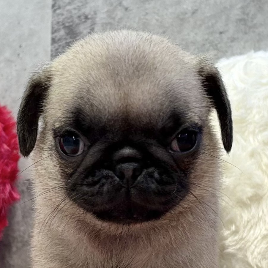 パグ女の子の写真