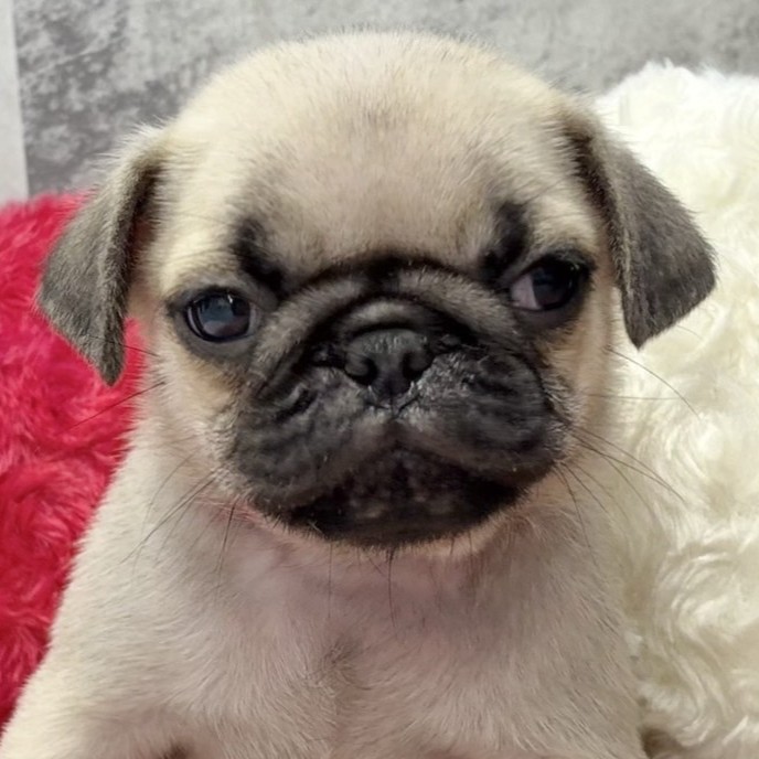 福岡県のパグ (犬の家＆猫の里くりえいと宗像店/2025年10月17日生まれ/男の子/フォーン)の子犬