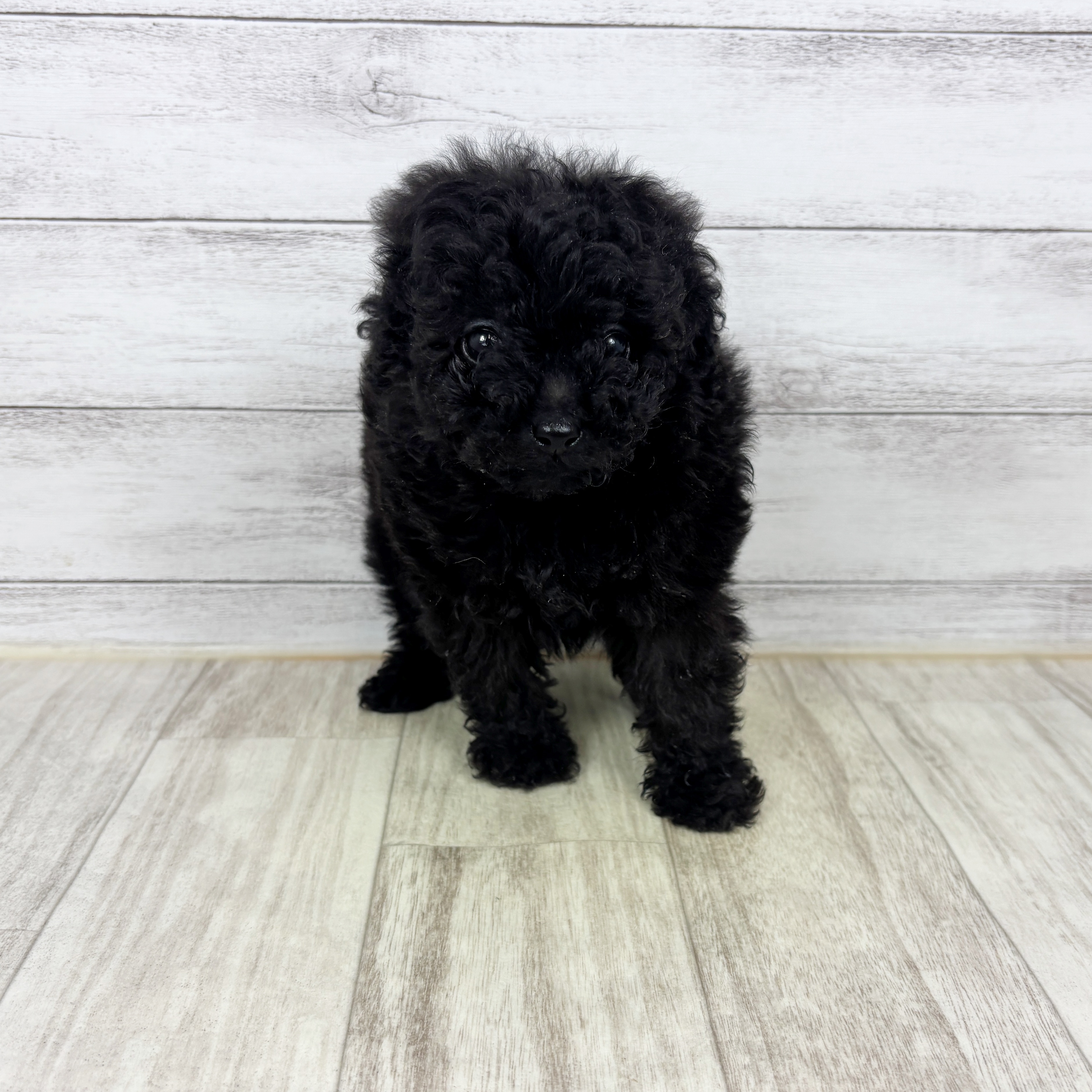 ハーフ犬男の子の写真