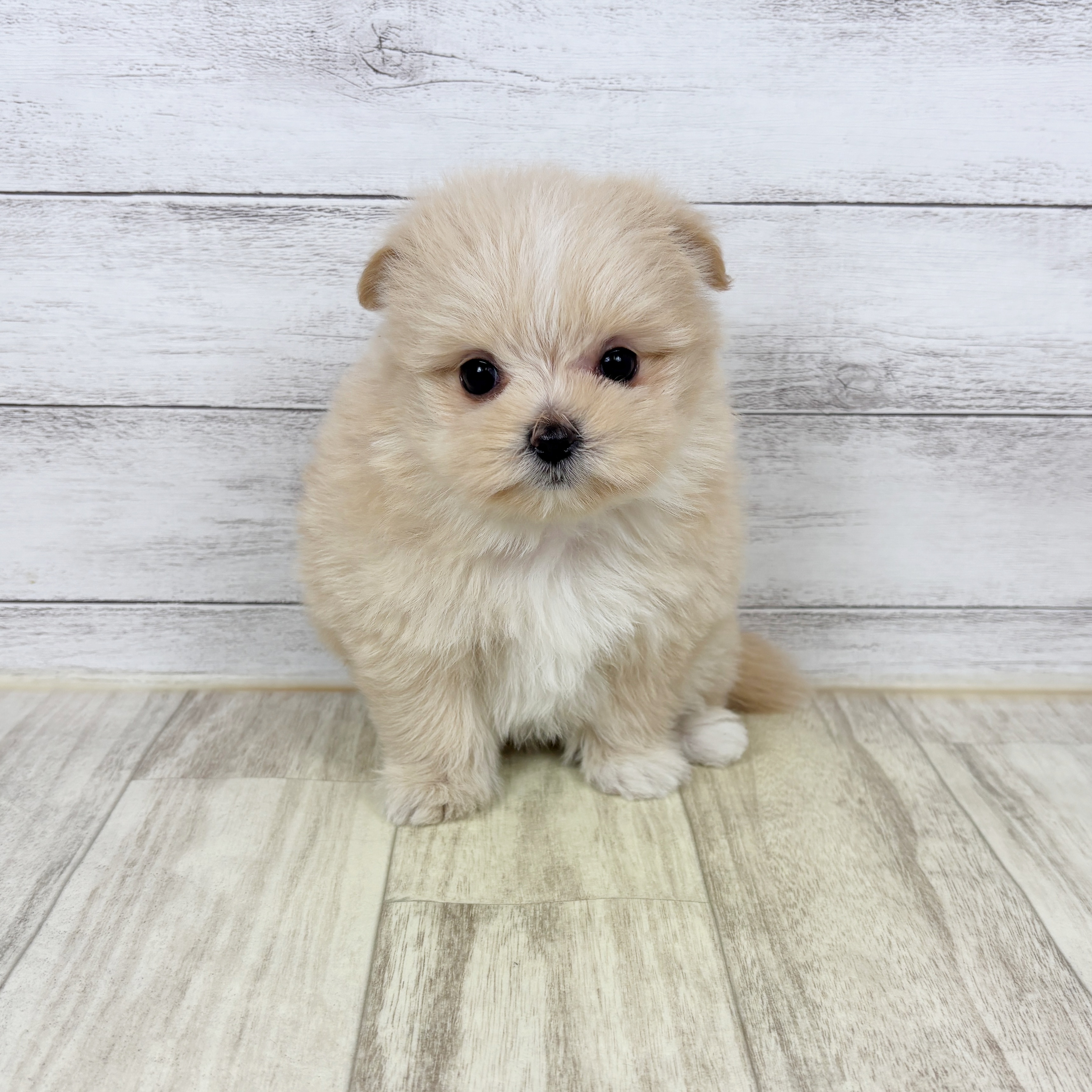 ハーフ犬女の子の写真