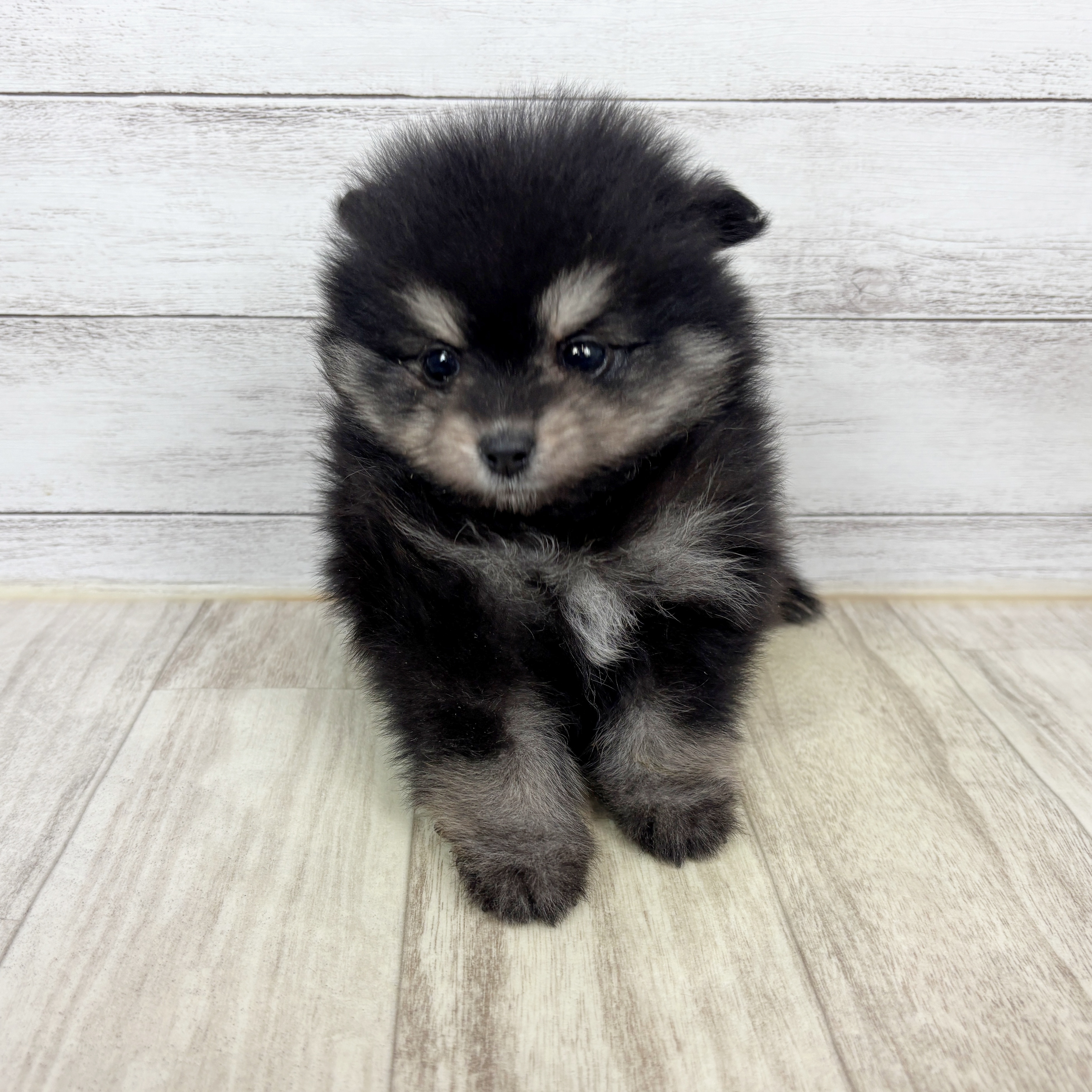 ポメラニアン男の子の写真