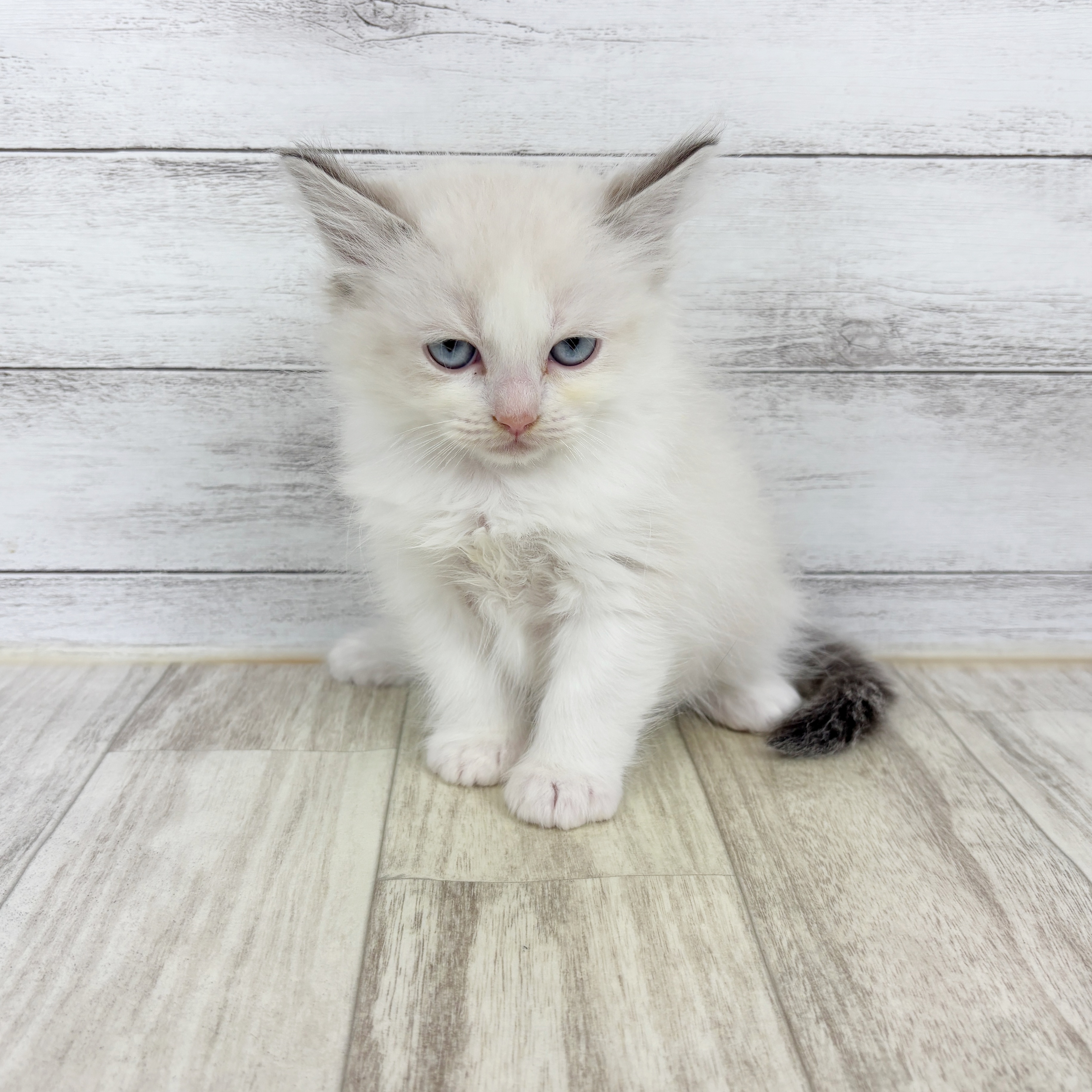 ラグドール女の子の写真