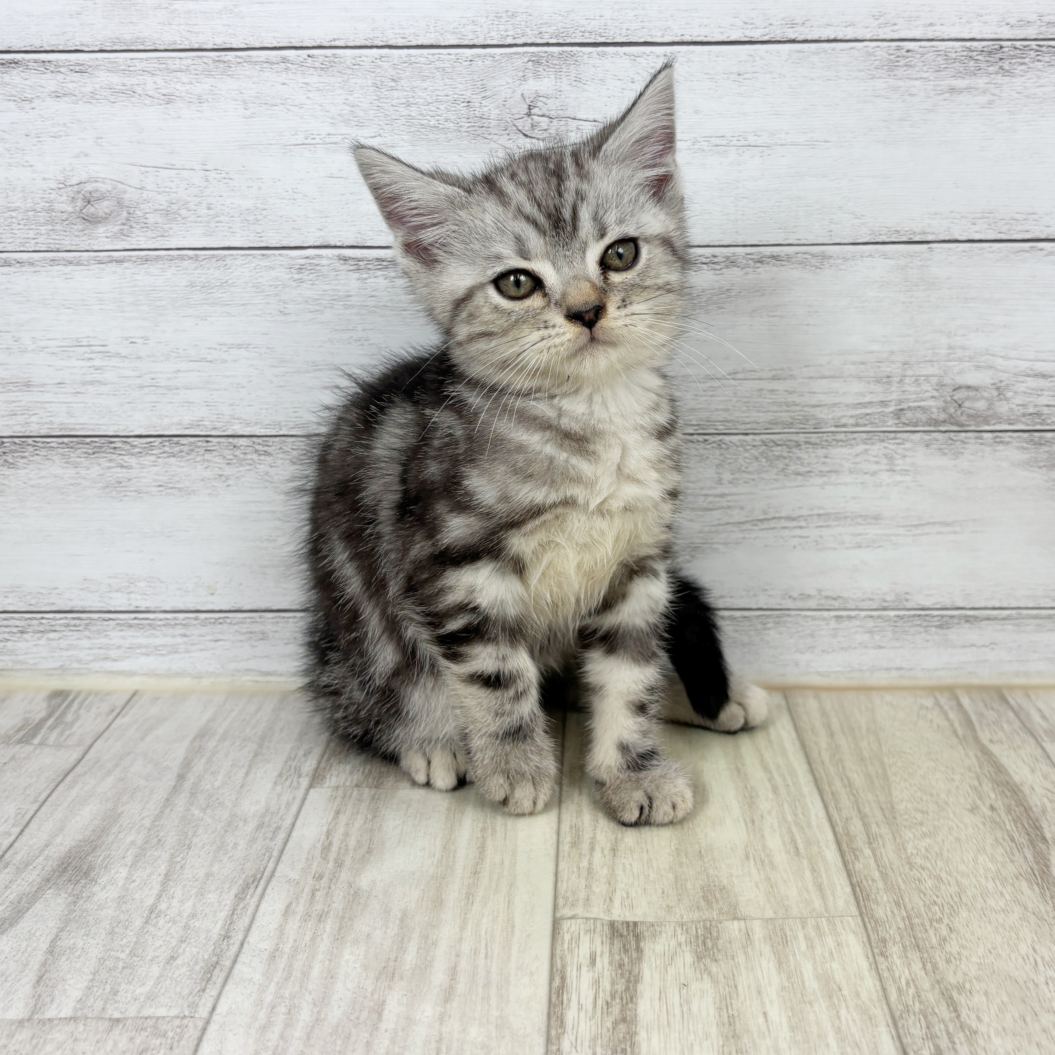 アメリカンショートヘア男の子の写真