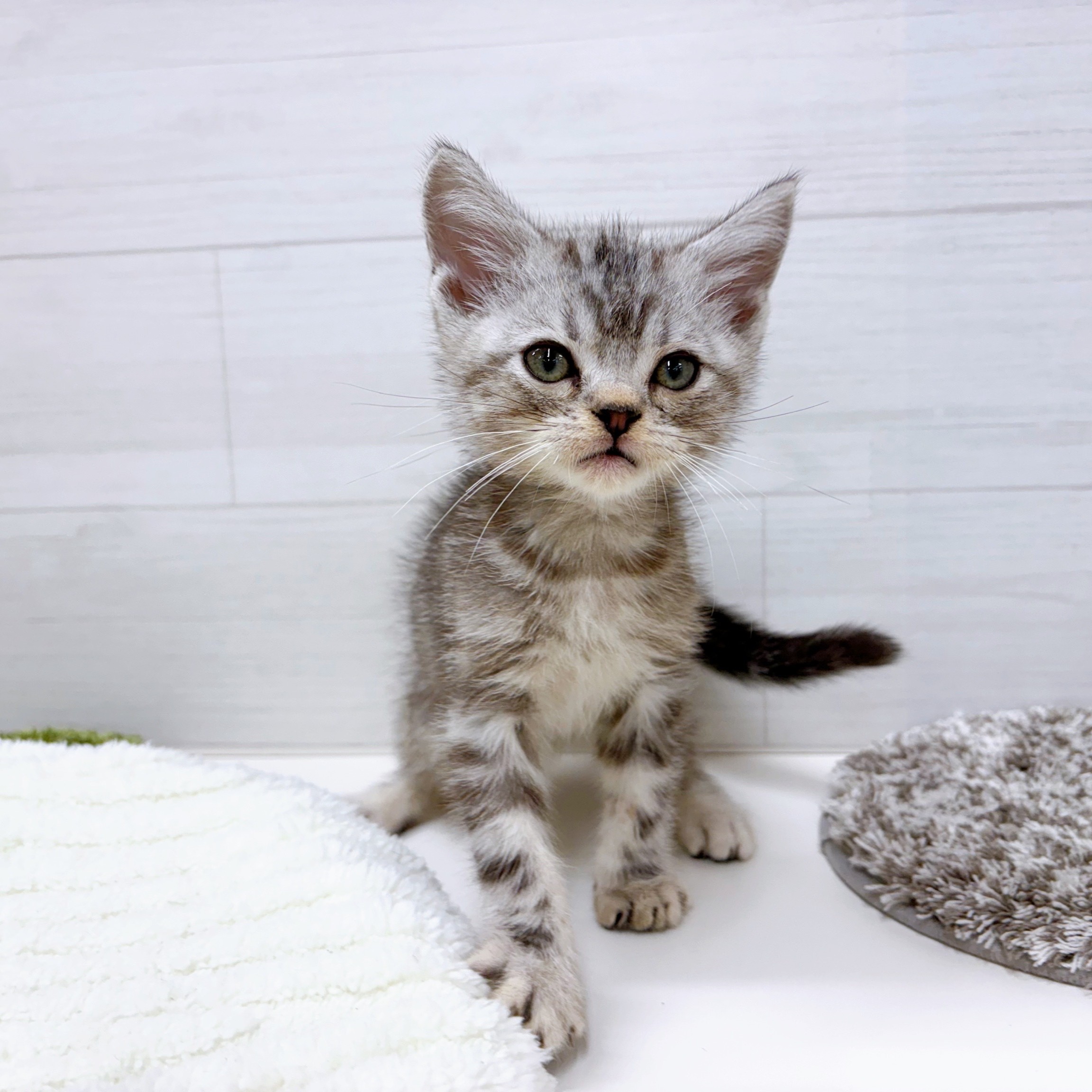 石川県のアメリカンショートヘアー (犬の家＆猫の里アミーゴ金沢おこばた店/2025年10月15日生まれ/男の子/シルバータビー)の子猫の1枚目の画像
