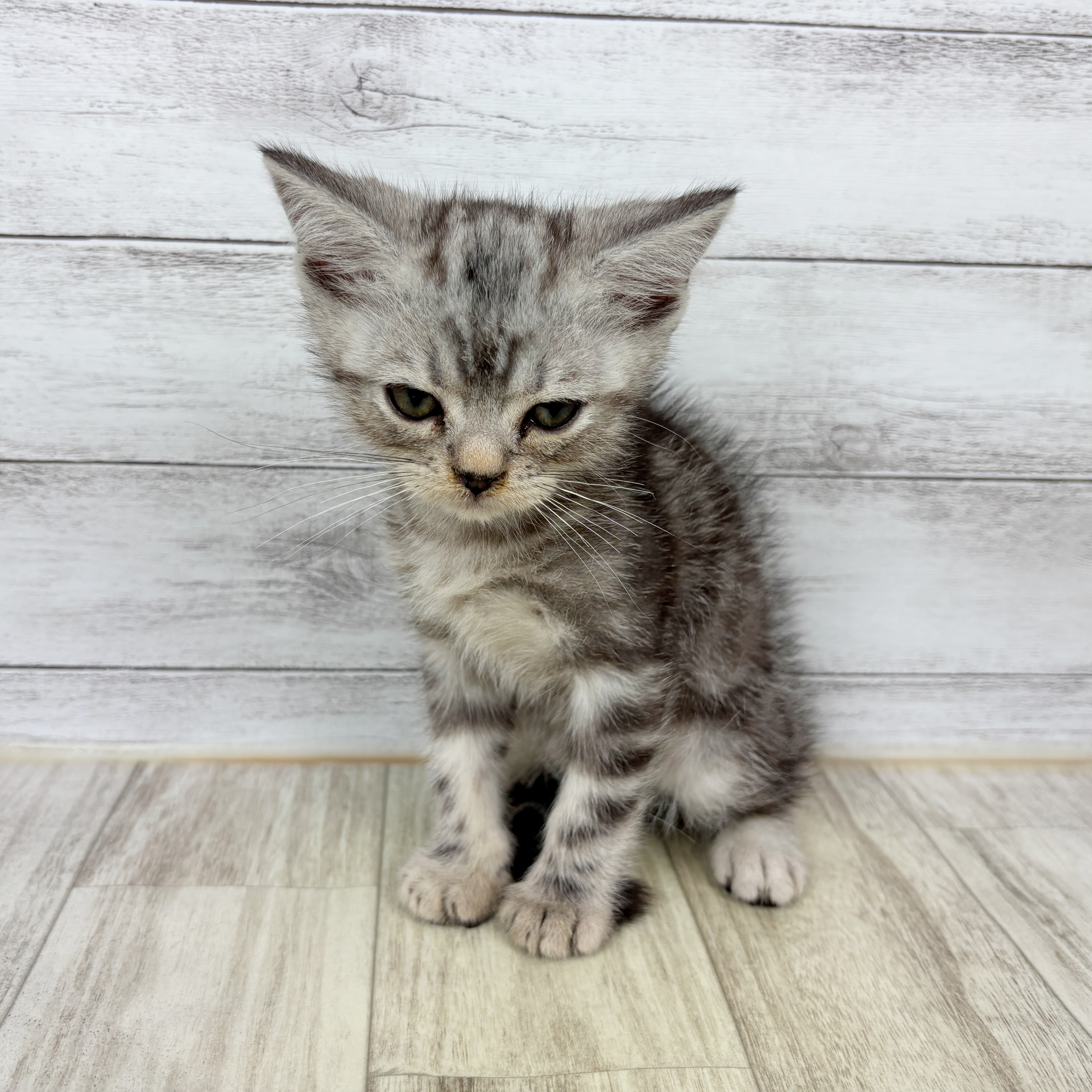 アメリカンショートヘア男の子の写真