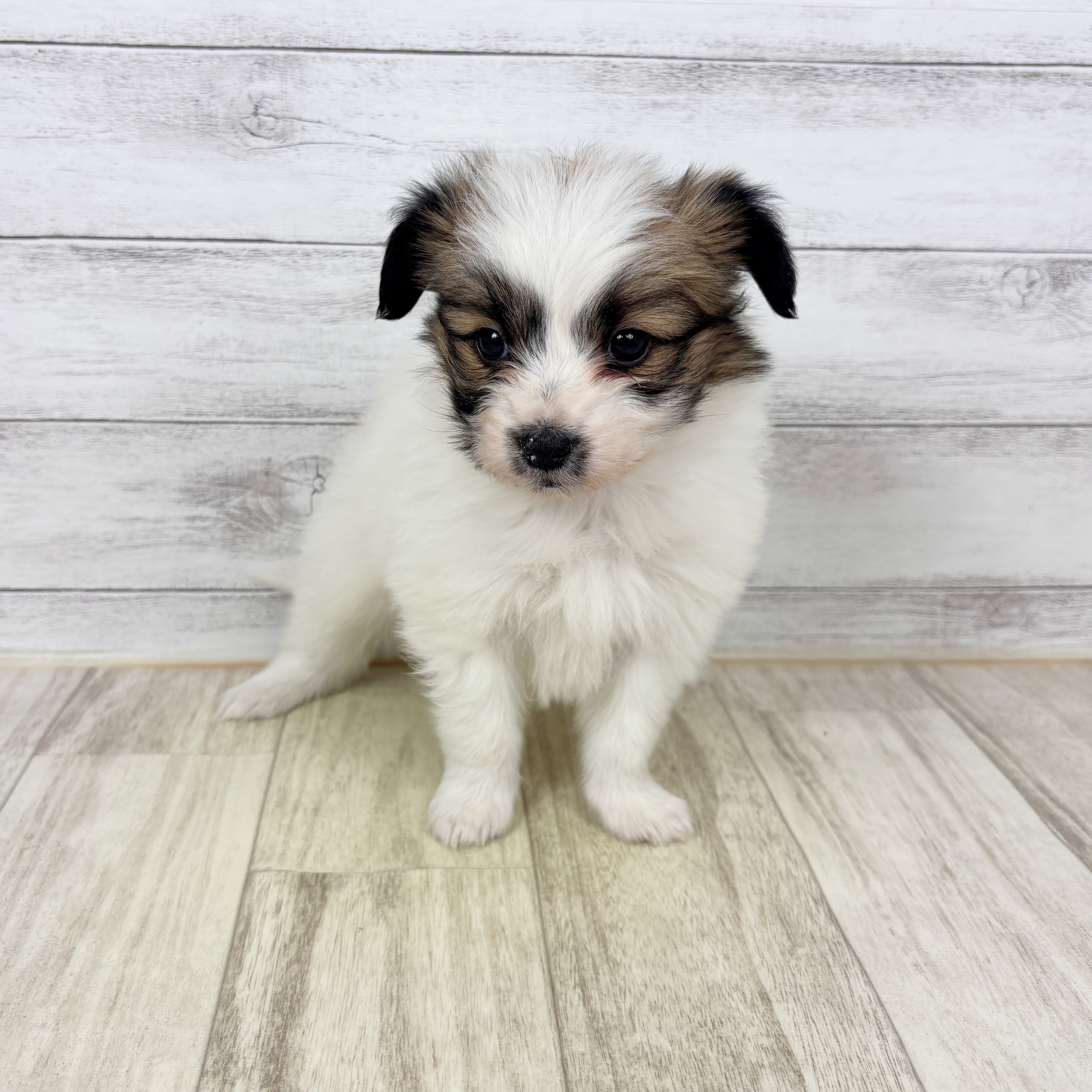 パピヨン女の子の写真