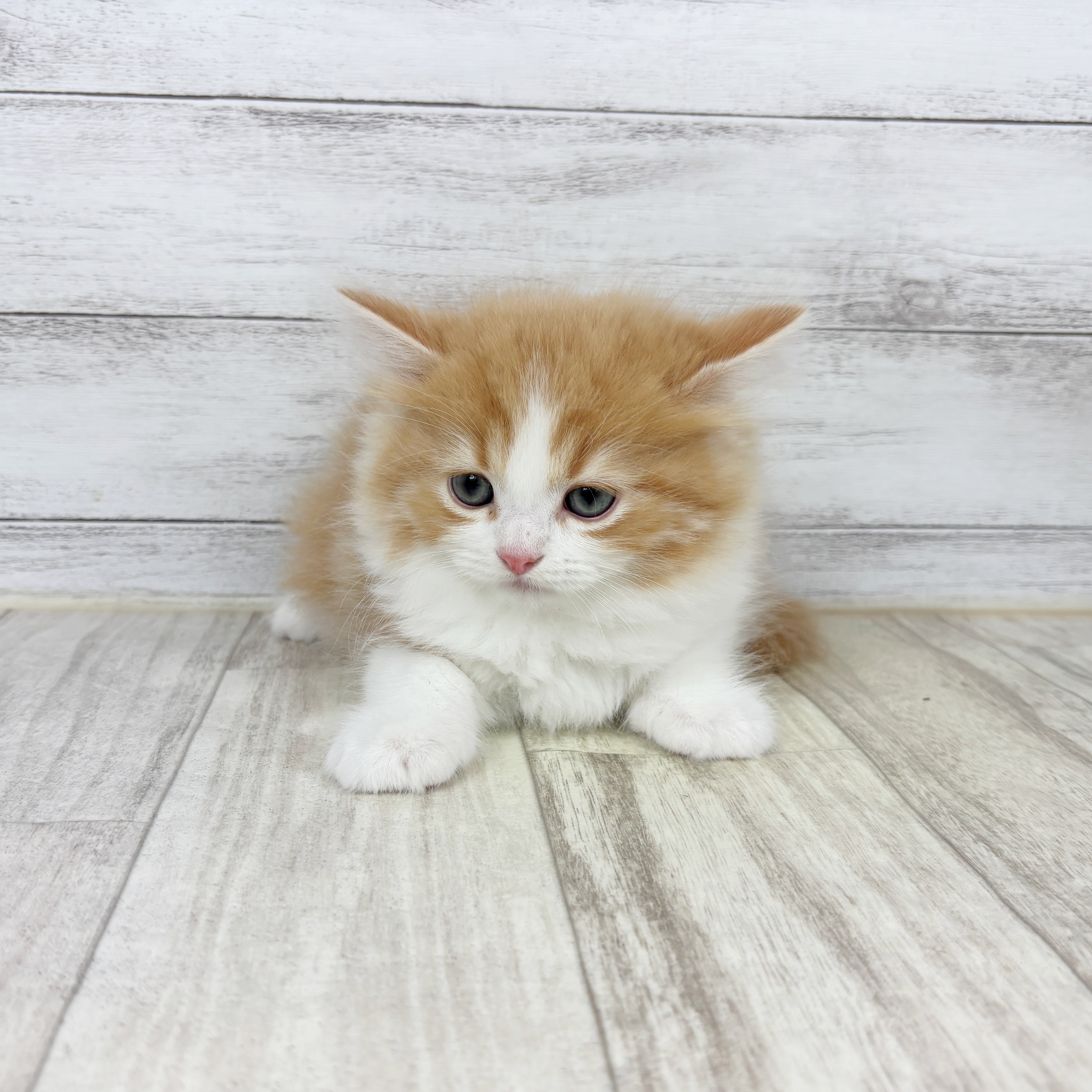 スコティッシュストレート男の子の写真