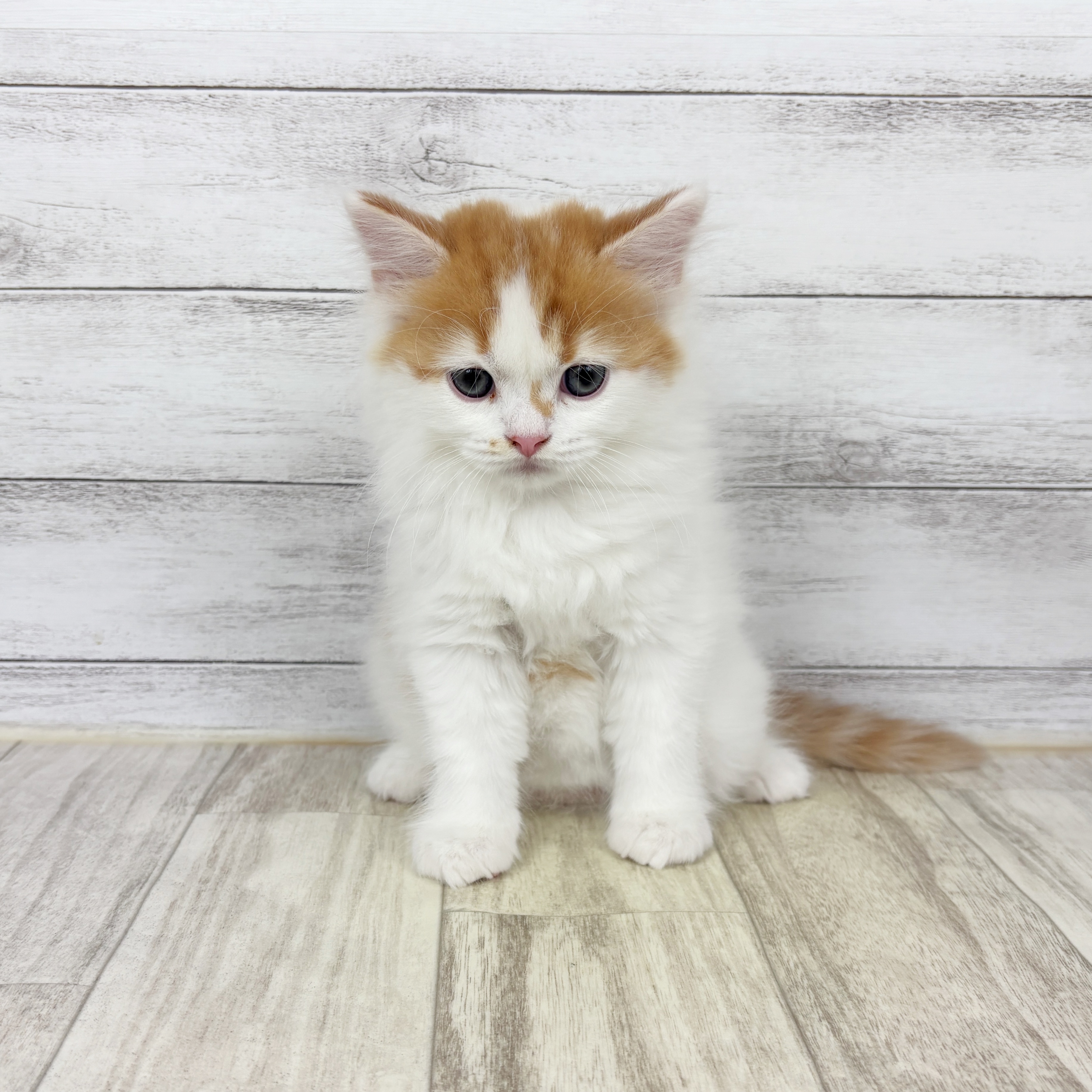 スコティッシュストレート男の子の写真