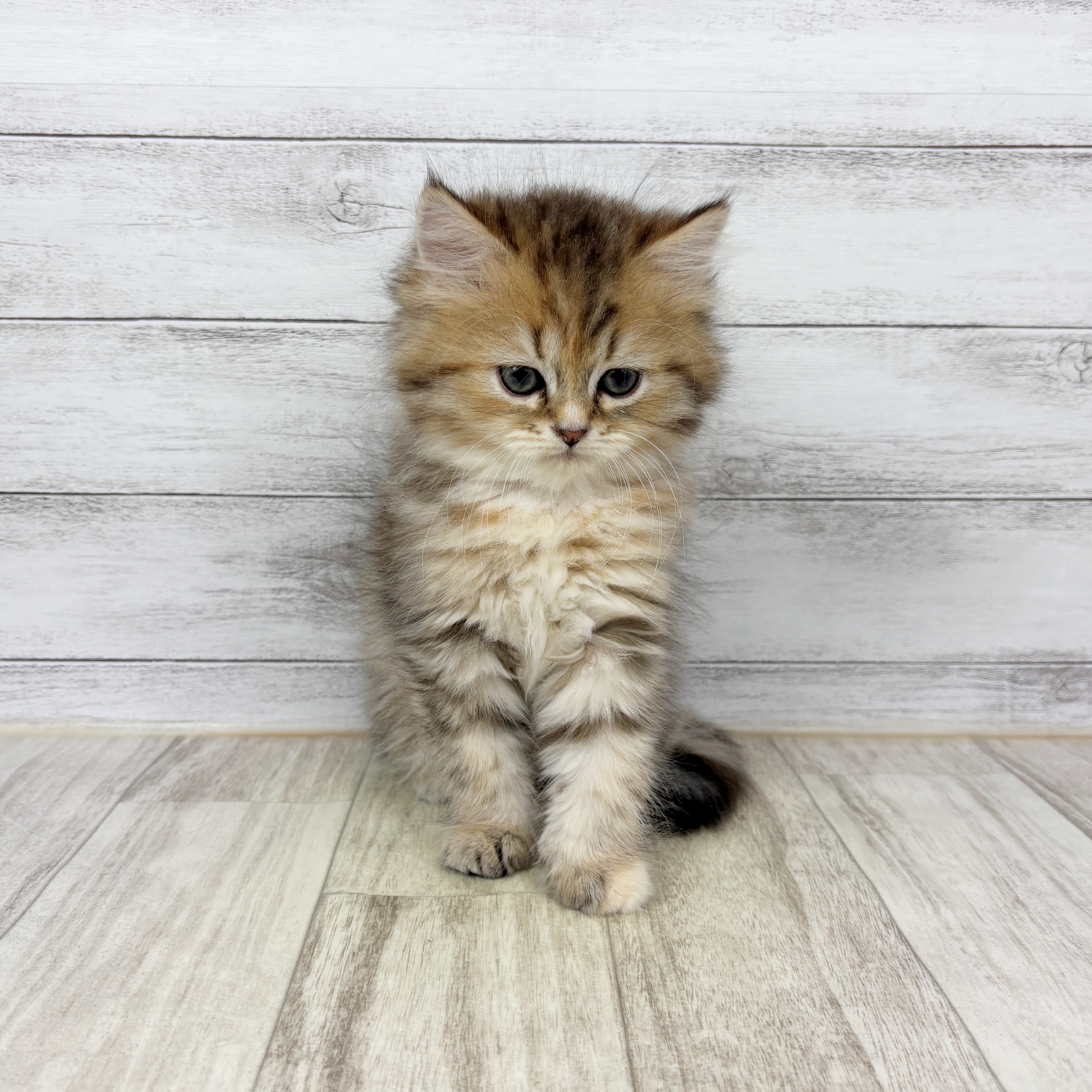 ミヌエット女の子の写真