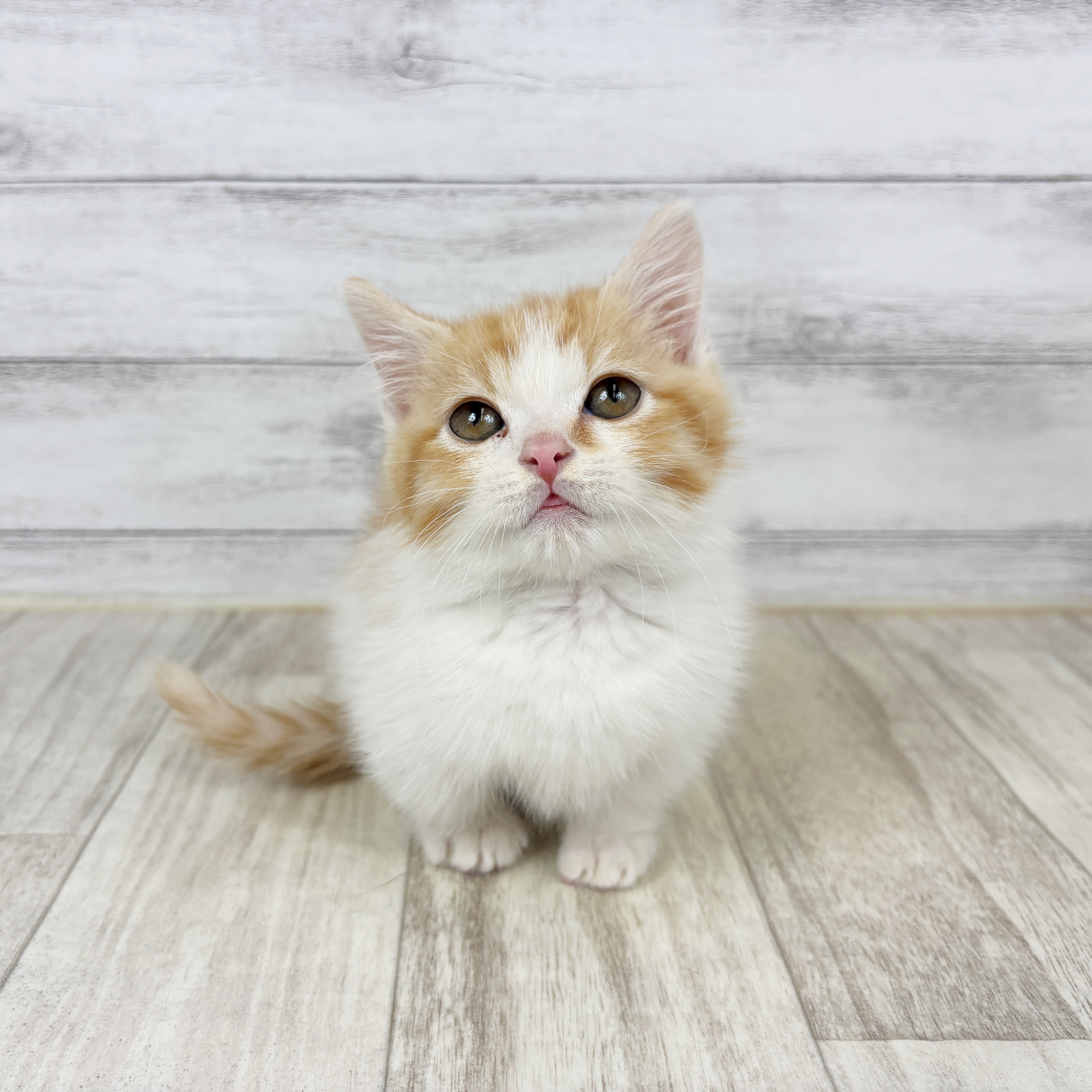 マンチカン男の子の写真