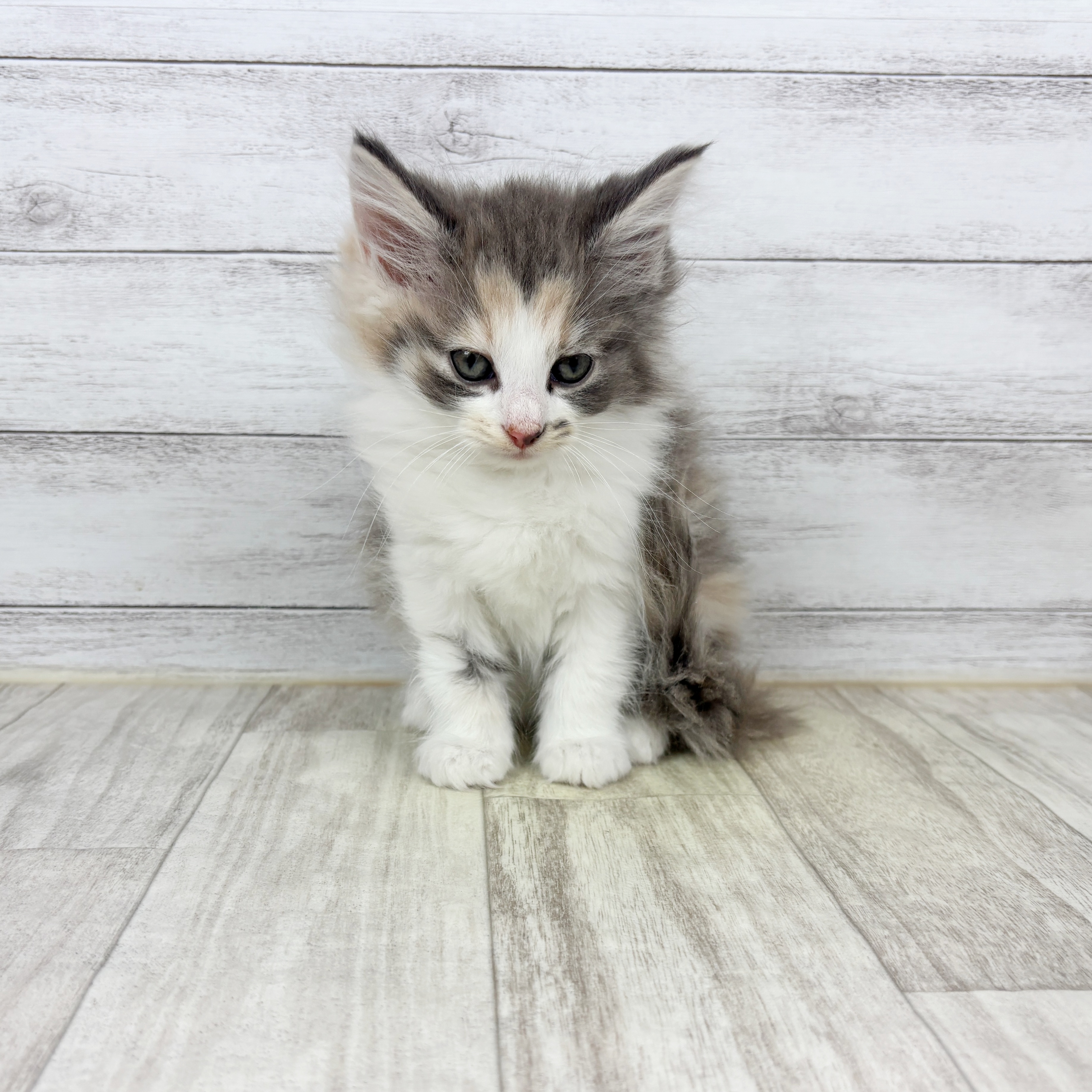 ノルウェージャンフォレストキャット女の子の写真