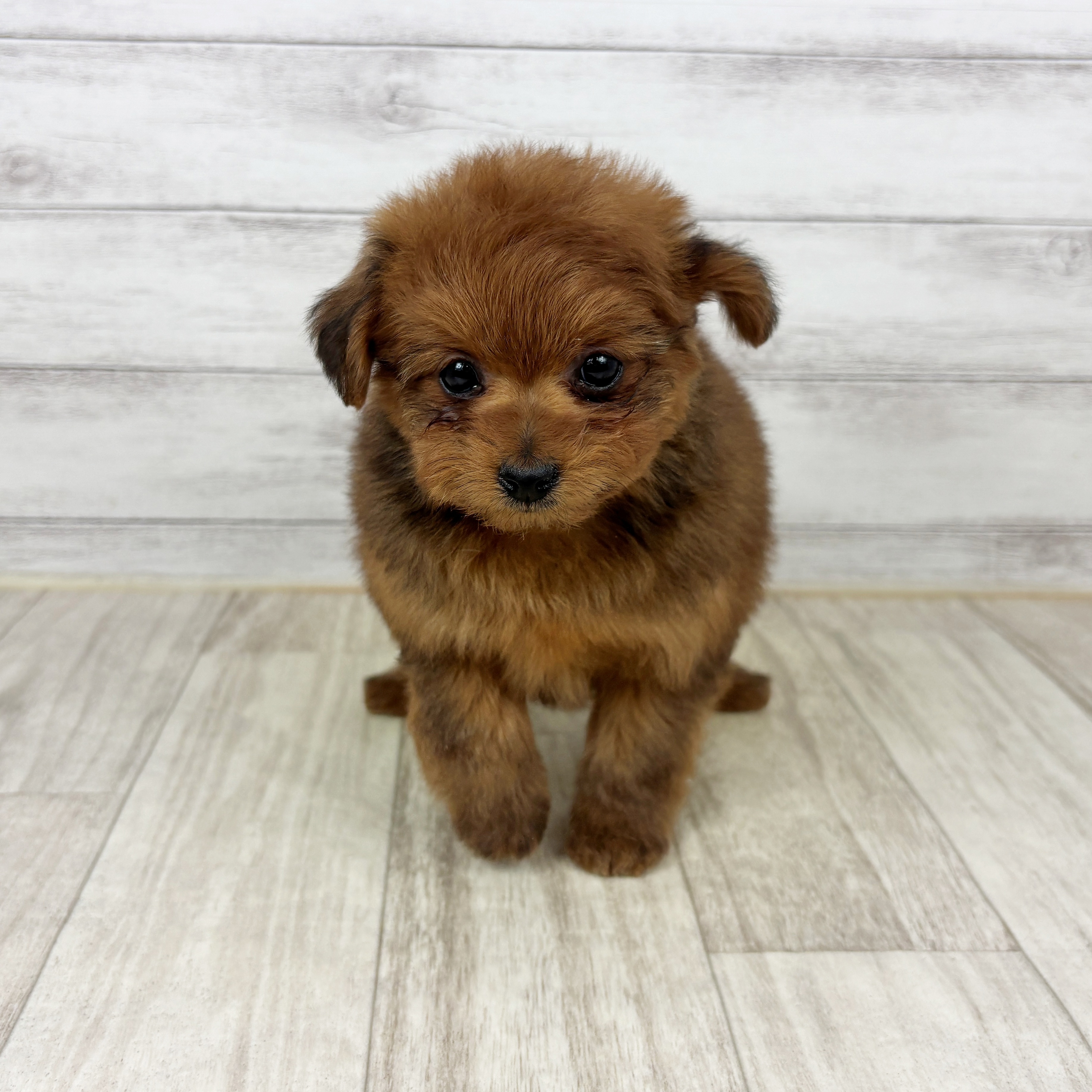 ハーフ犬女の子の写真