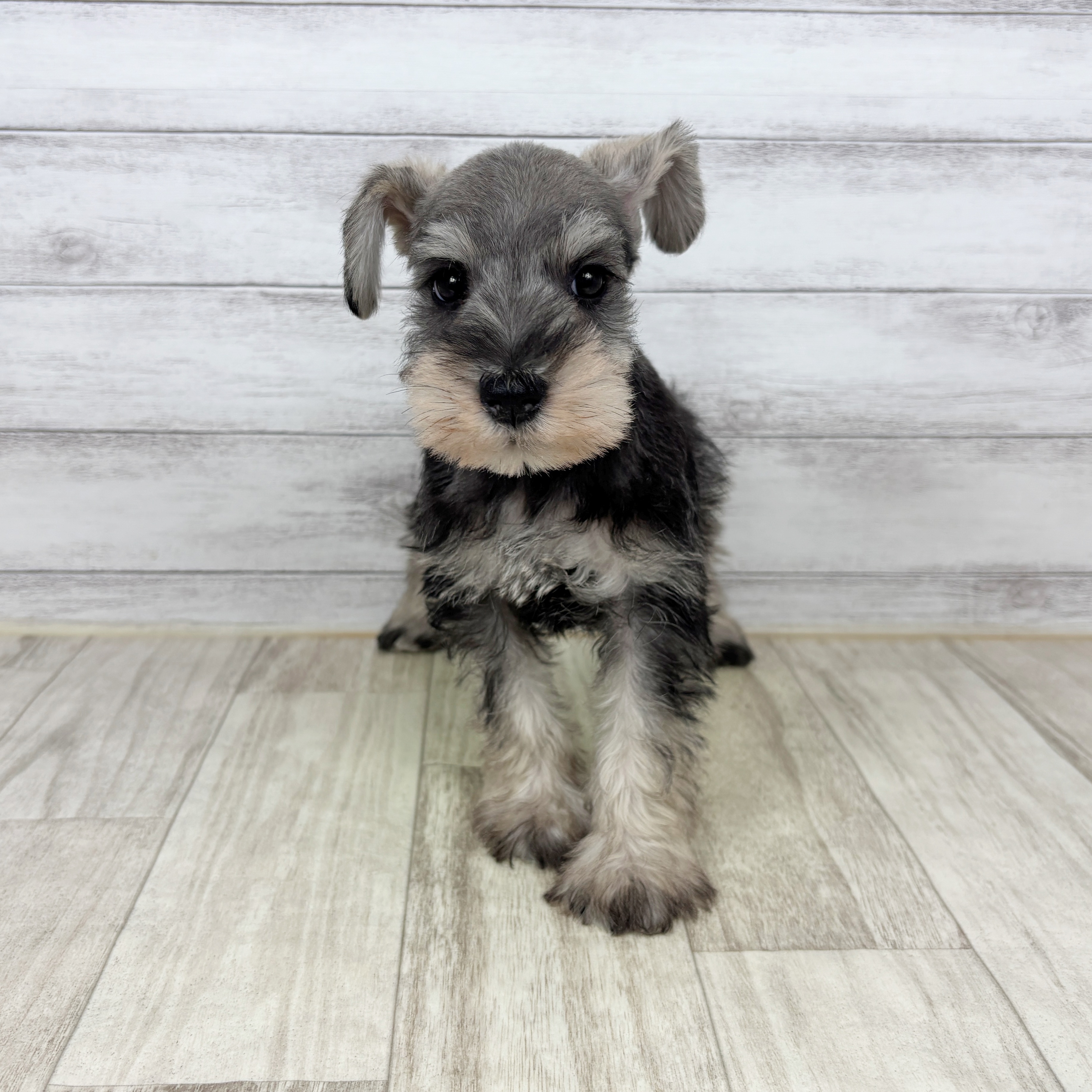 ミニチュアシュナウザー女の子の写真
